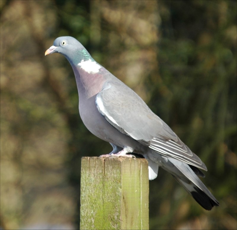 photos/wildlife/Bird_Species/073-Pigeons-Doves/1794-Common_Wood-pigeon/20060217-Wellbeck-01-small.jpg