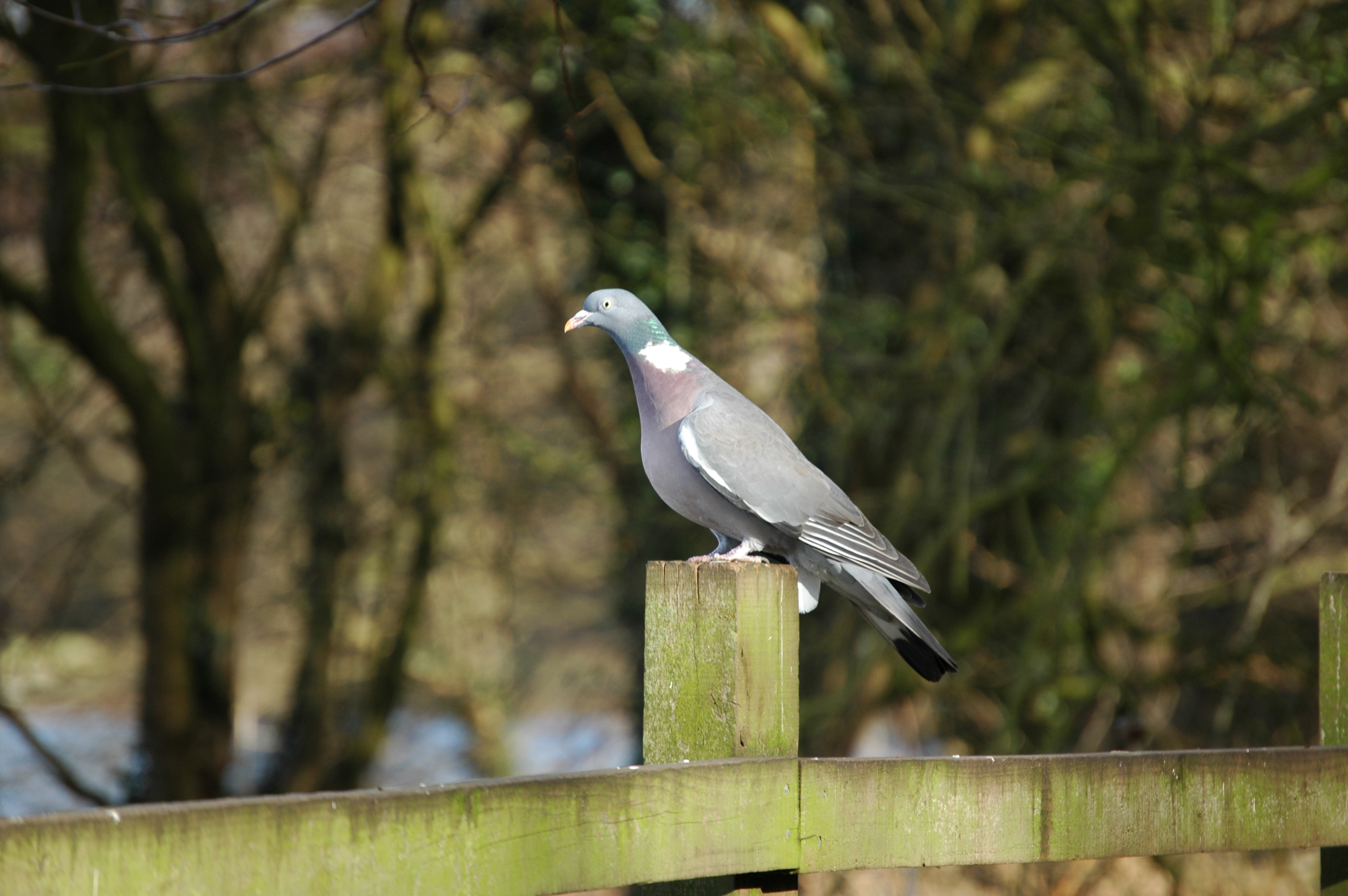 photos/wildlife/Bird_Species/073-Pigeons-Doves/1794-Common_Wood-pigeon/20060217-Wellbeck-01.jpg