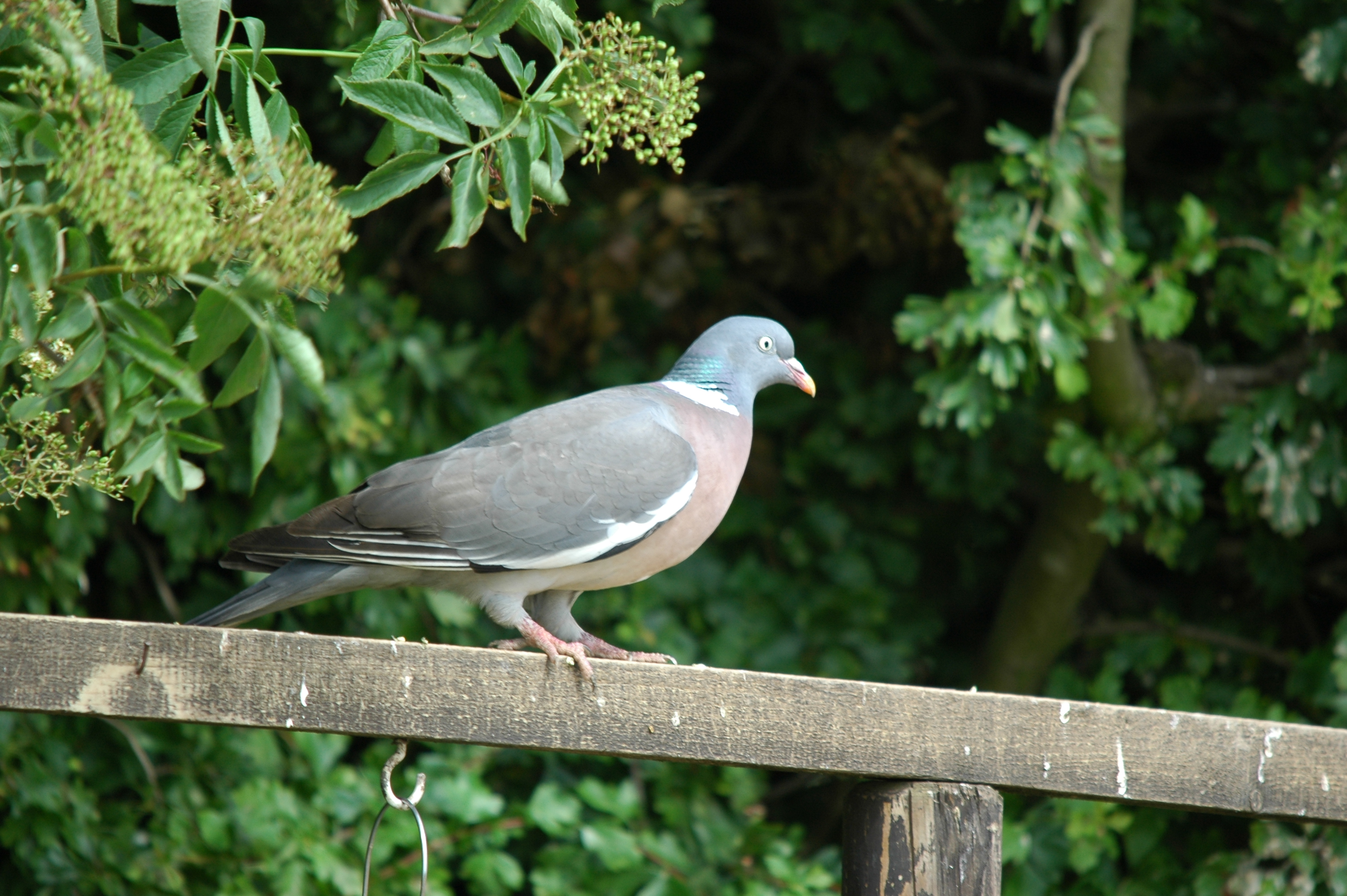 photos/wildlife/Bird_Species/073-Pigeons-Doves/1794-Common_Wood-pigeon/20090704-Blacktoft-01.jpg