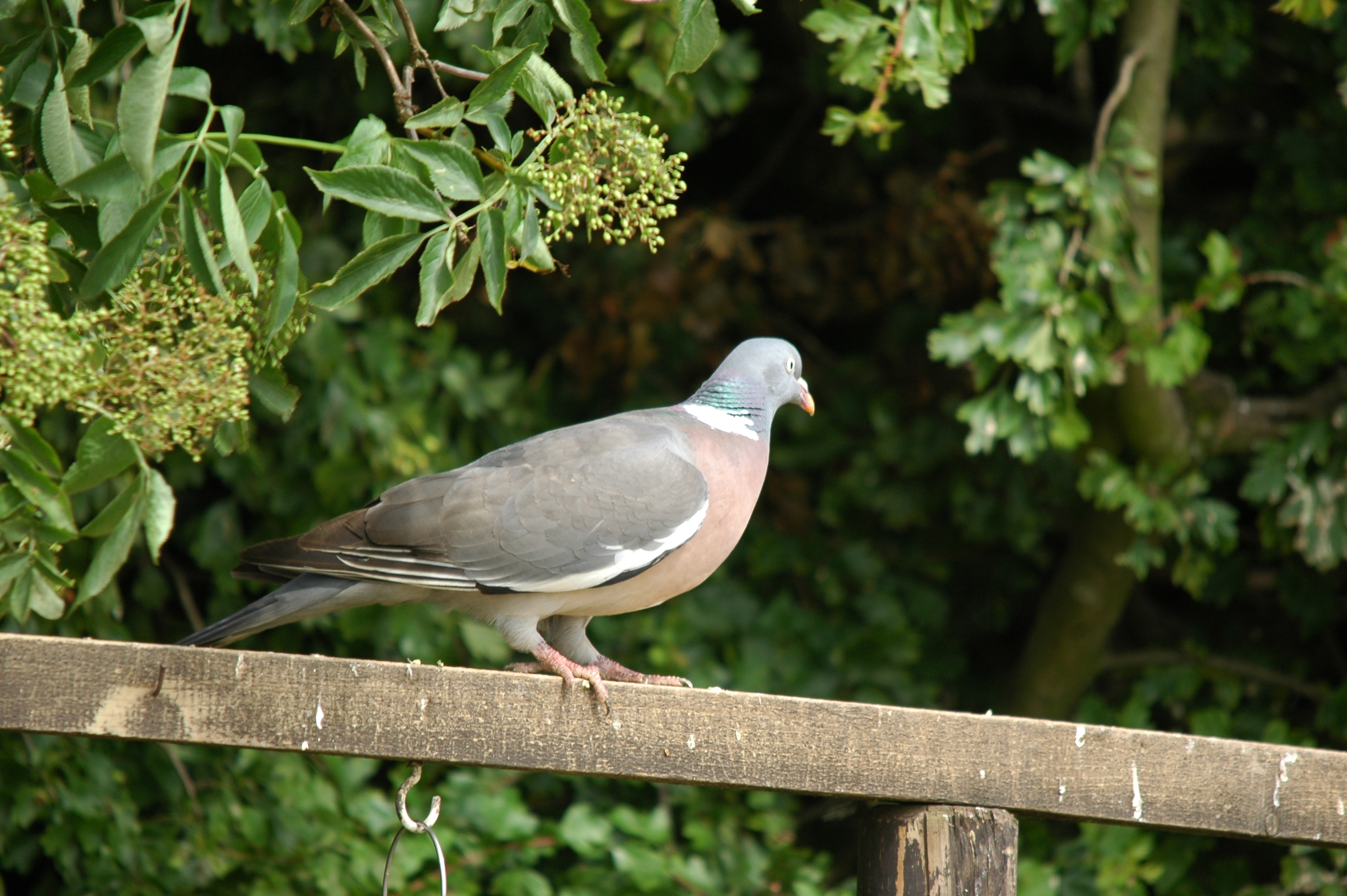 photos/wildlife/Bird_Species/073-Pigeons-Doves/1794-Common_Wood-pigeon/20090704-Blacktoft-02.jpg