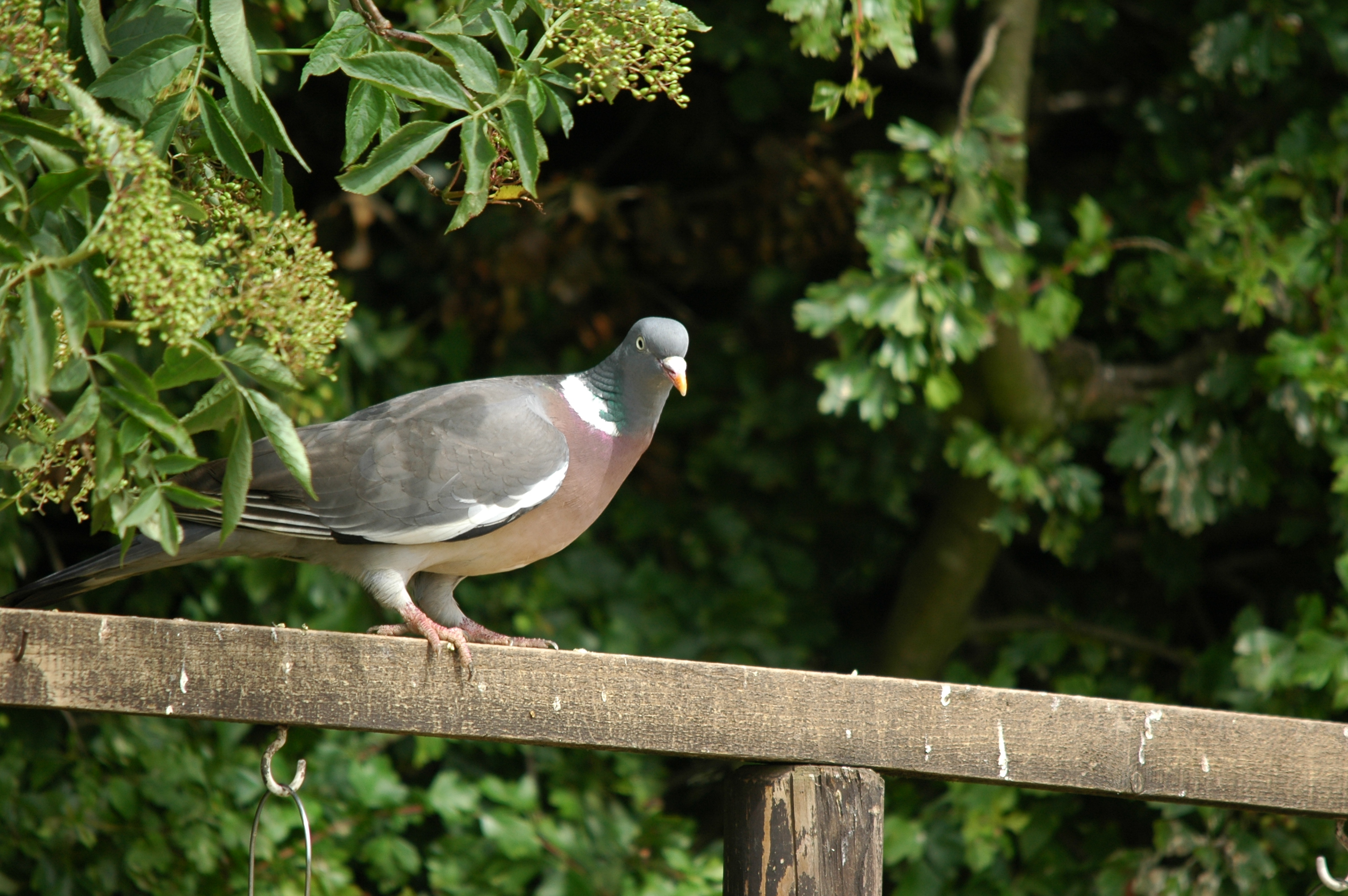 photos/wildlife/Bird_Species/073-Pigeons-Doves/1794-Common_Wood-pigeon/20090704-Blacktoft-03.jpg