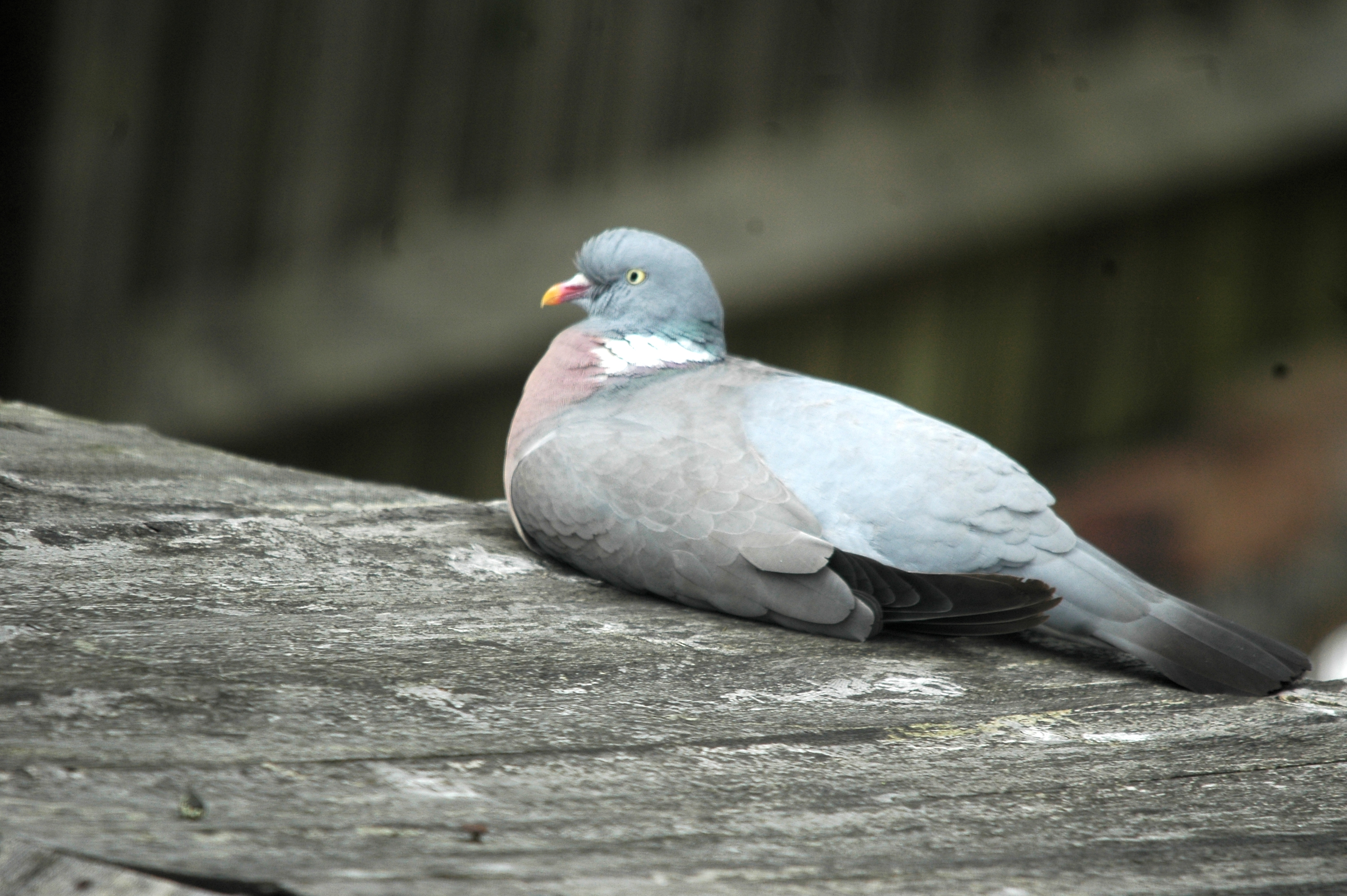 photos/wildlife/Bird_Species/073-Pigeons-Doves/1794-Common_Wood-pigeon/20090706-Nottm-01.jpg
