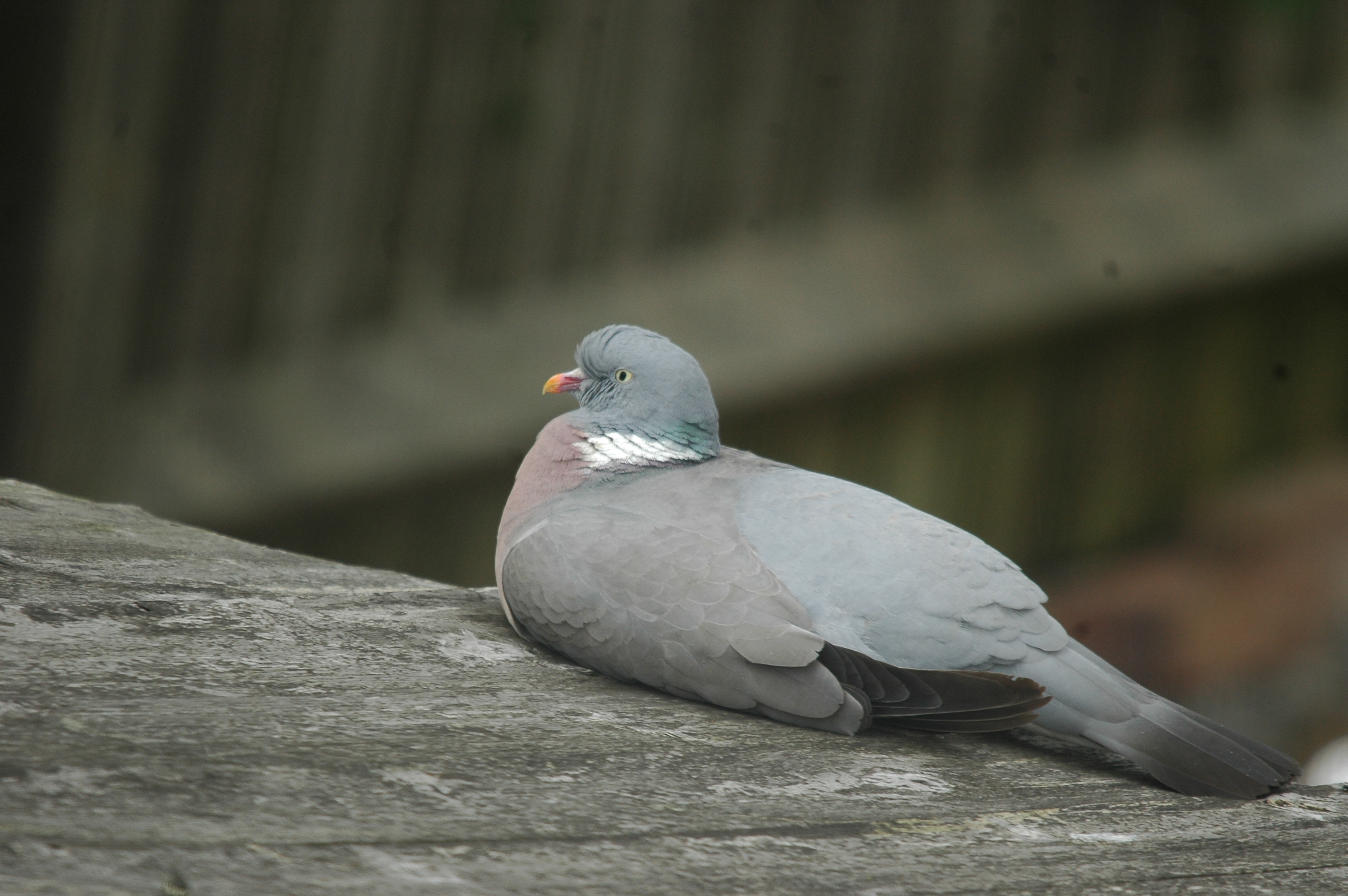 photos/wildlife/Bird_Species/073-Pigeons-Doves/1794-Common_Wood-pigeon/20090706-Nottm-02.jpg