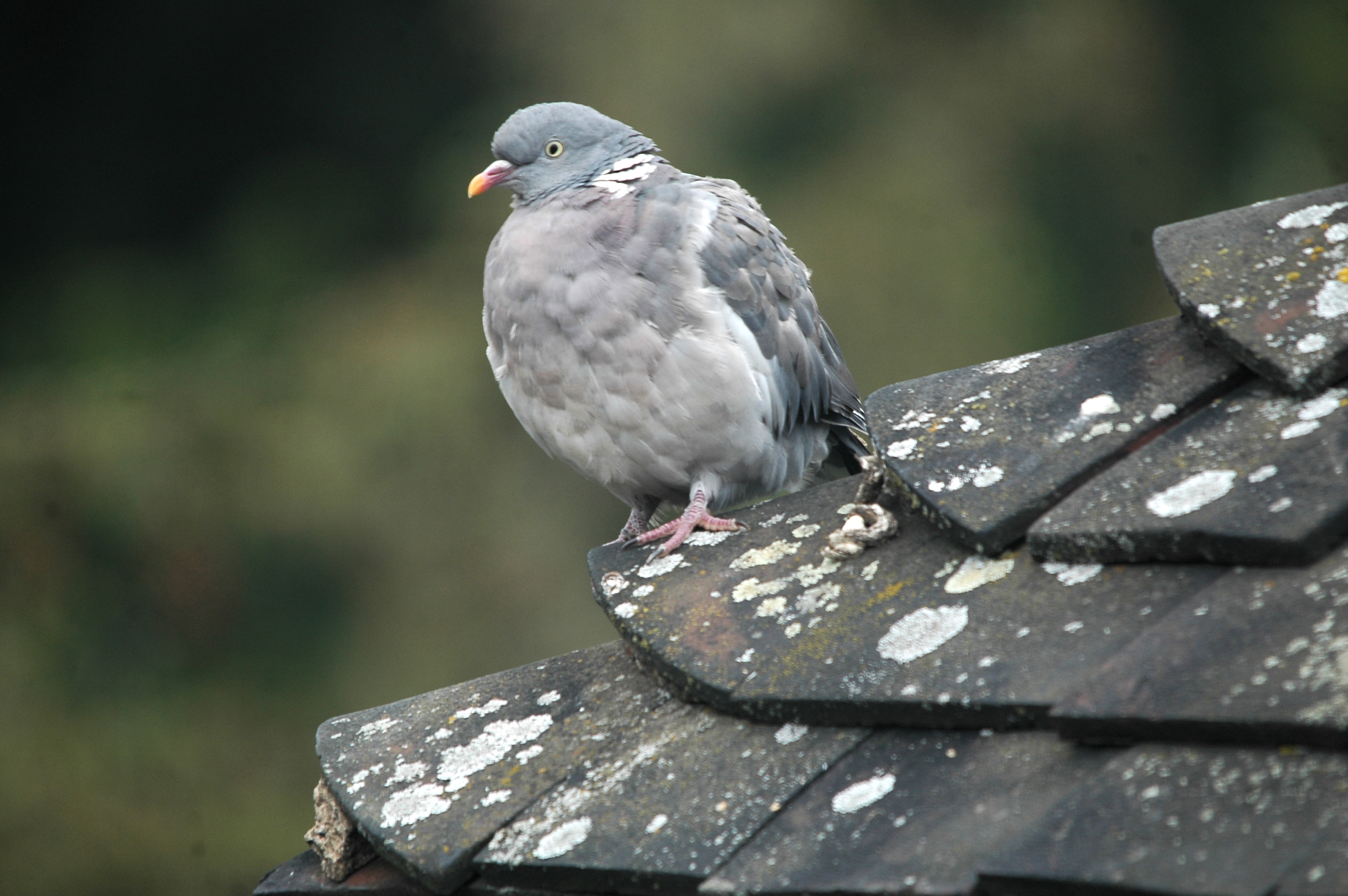 photos/wildlife/Bird_Species/073-Pigeons-Doves/1794-Common_Wood-pigeon/20090917-Nottm-01.jpg