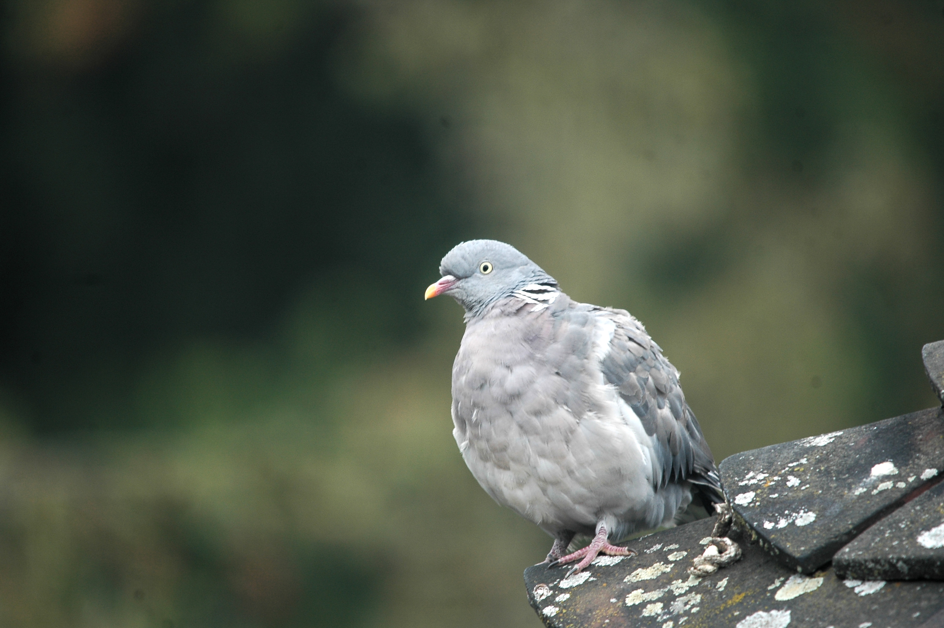 photos/wildlife/Bird_Species/073-Pigeons-Doves/1794-Common_Wood-pigeon/20090917-Nottm-02.jpg