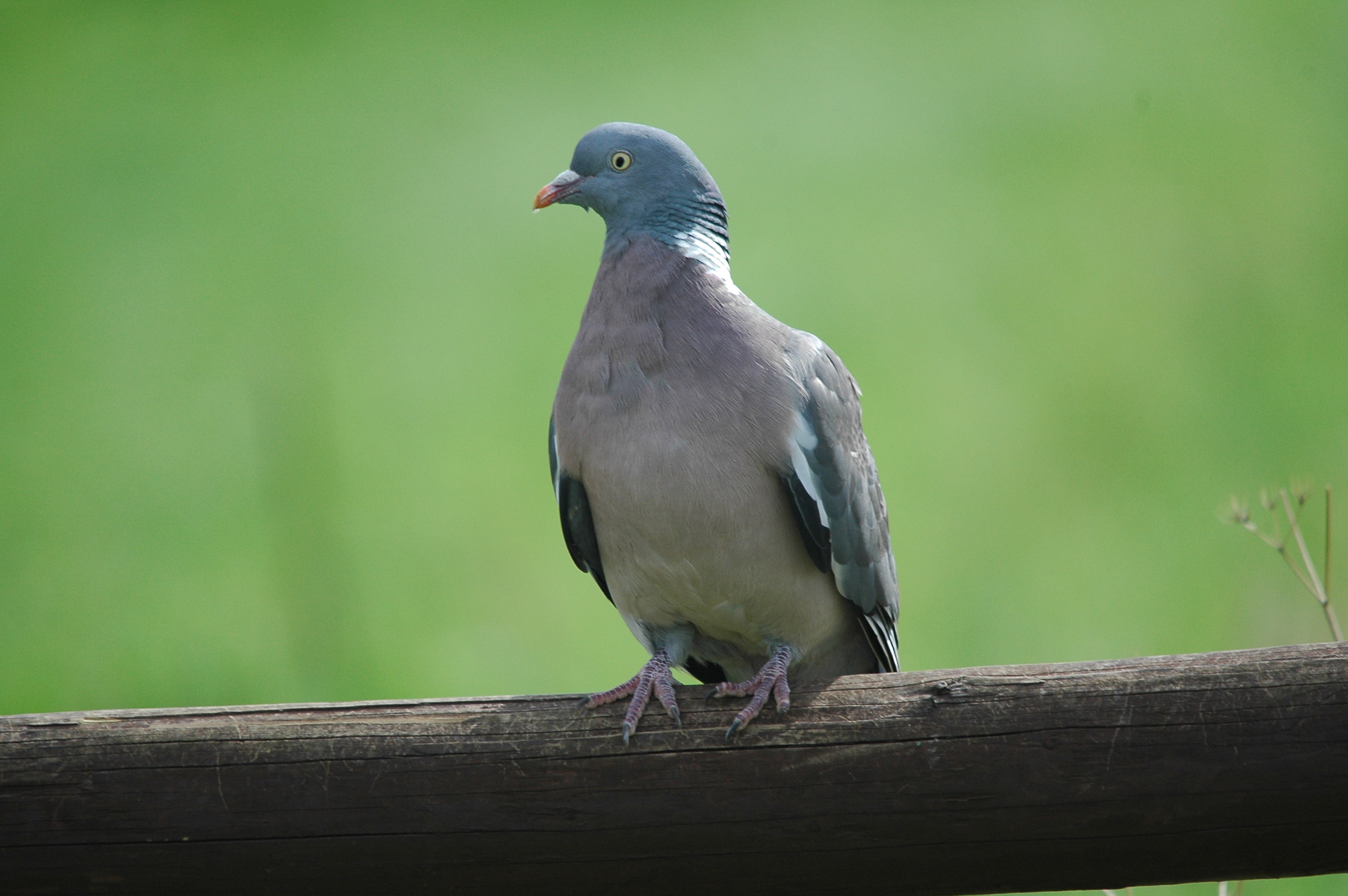 photos/wildlife/Bird_Species/073-Pigeons-Doves/1794-Common_Wood-pigeon/DSC_3295.JPG