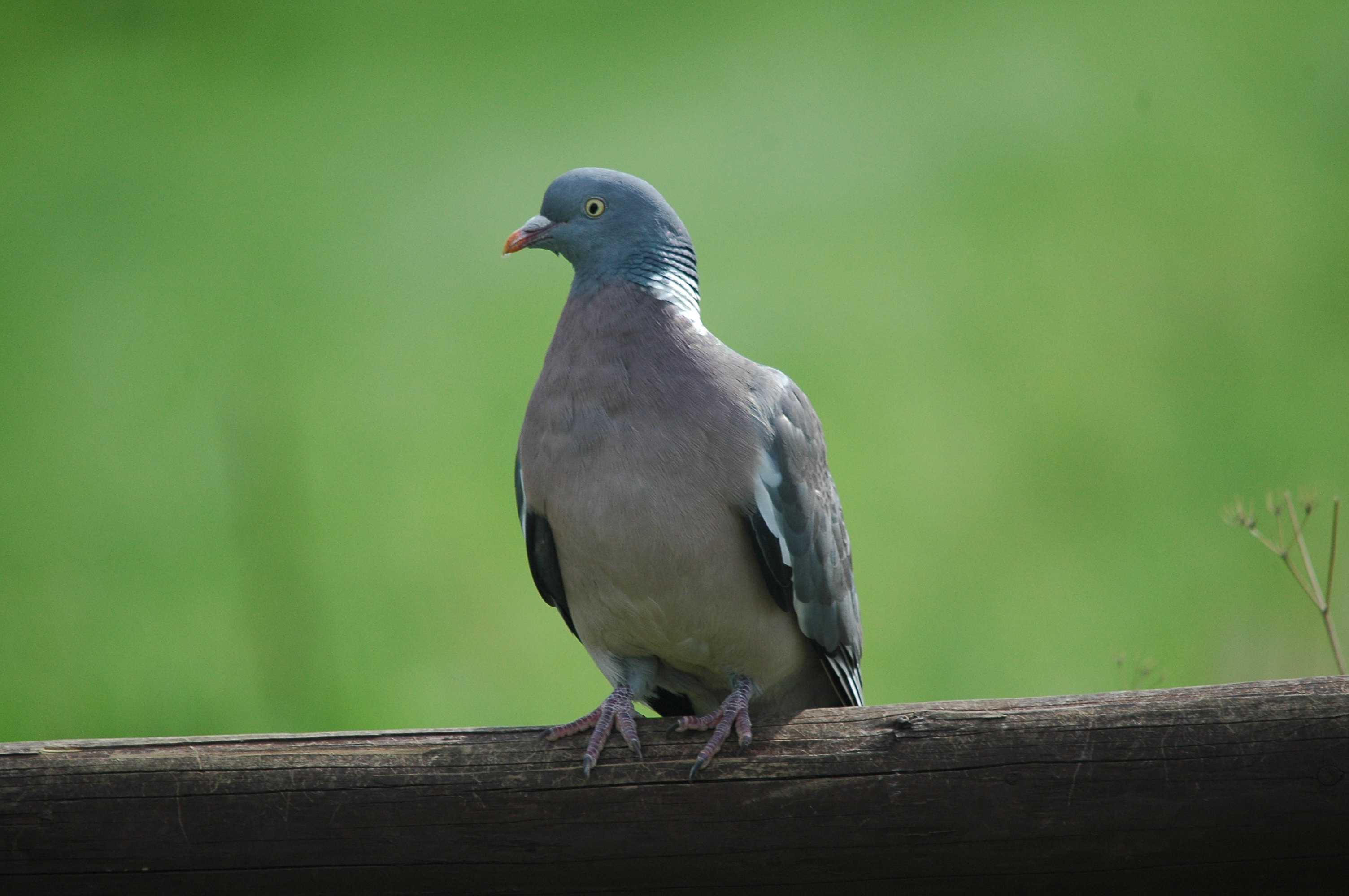 photos/wildlife/Bird_Species/073-Pigeons-Doves/1794-Common_Wood-pigeon/DSC_3296.JPG