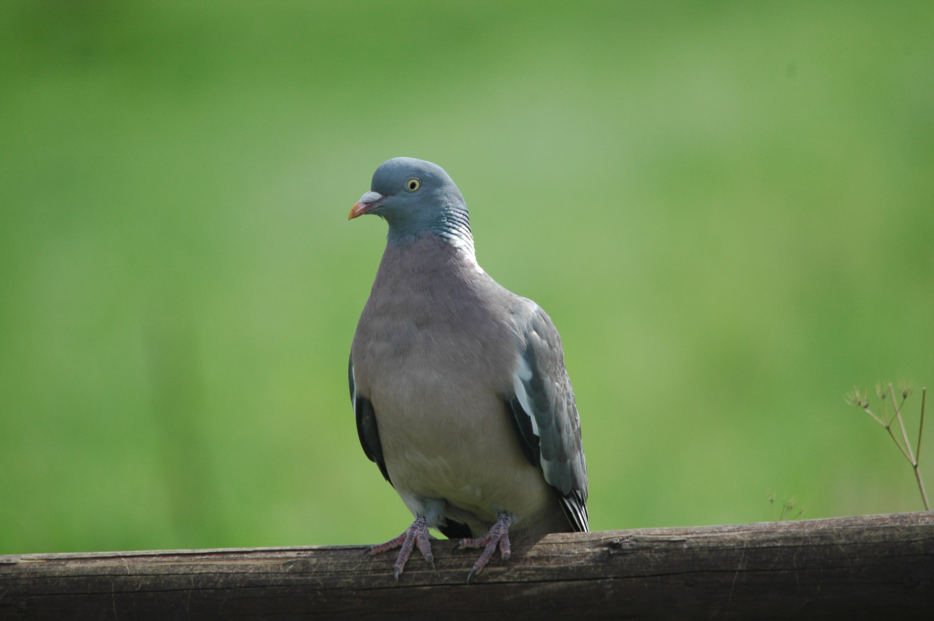 photos/wildlife/Bird_Species/073-Pigeons-Doves/1794-Common_Wood-pigeon/DSC_3297.JPG