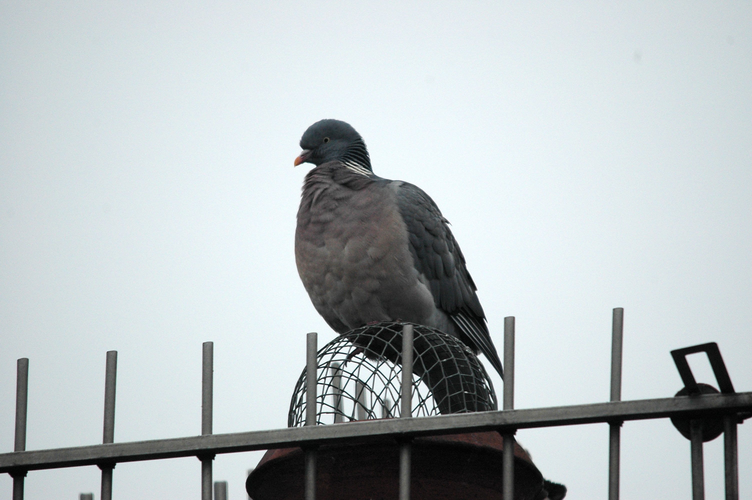 photos/wildlife/Bird_Species/073-Pigeons-Doves/1794-Common_Wood-pigeon/DSC_4802.JPG
