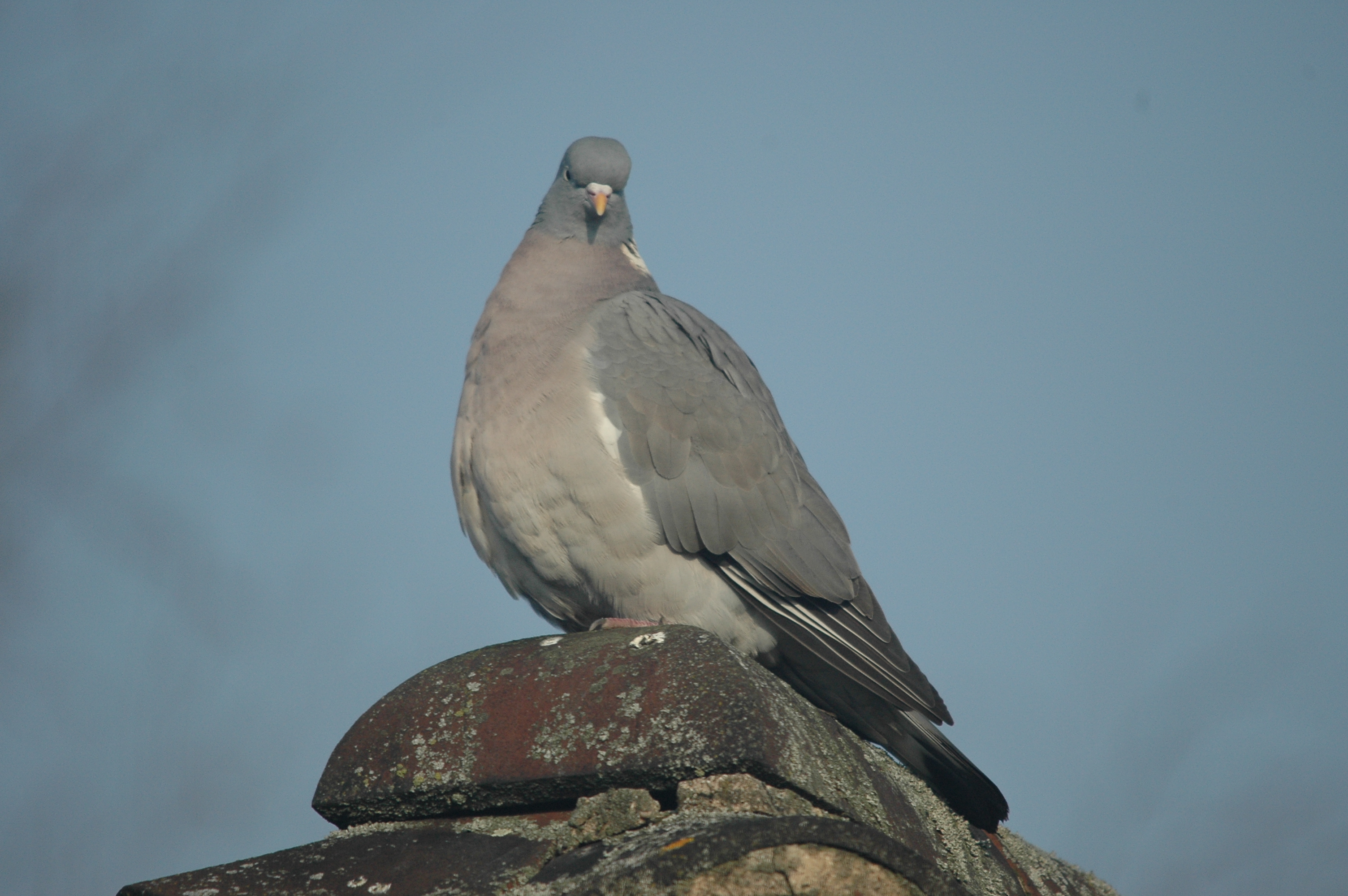 photos/wildlife/Bird_Species/073-Pigeons-Doves/1794-Common_Wood-pigeon/DSC_4803.JPG