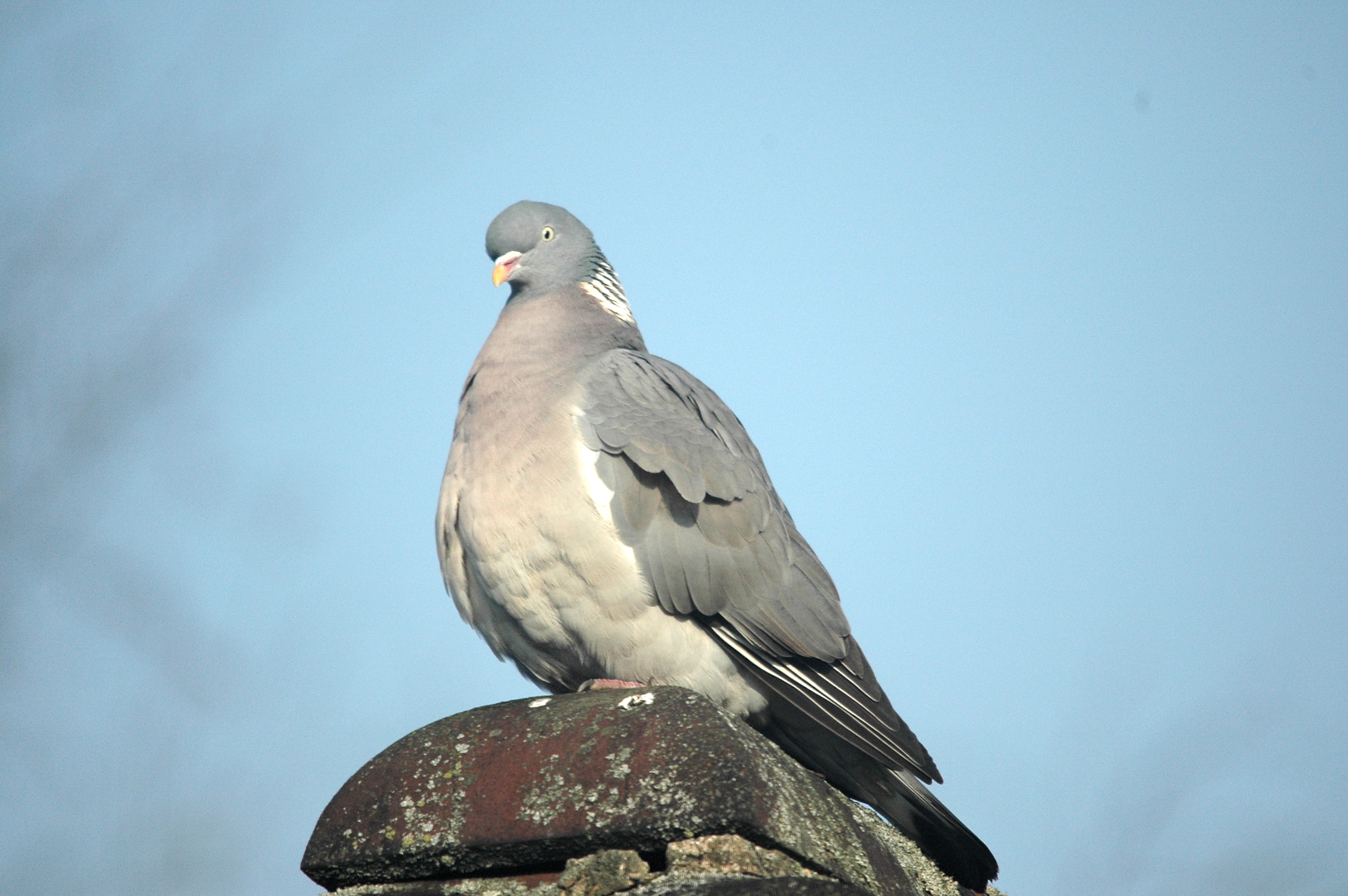 photos/wildlife/Bird_Species/073-Pigeons-Doves/1794-Common_Wood-pigeon/DSC_4804.JPG
