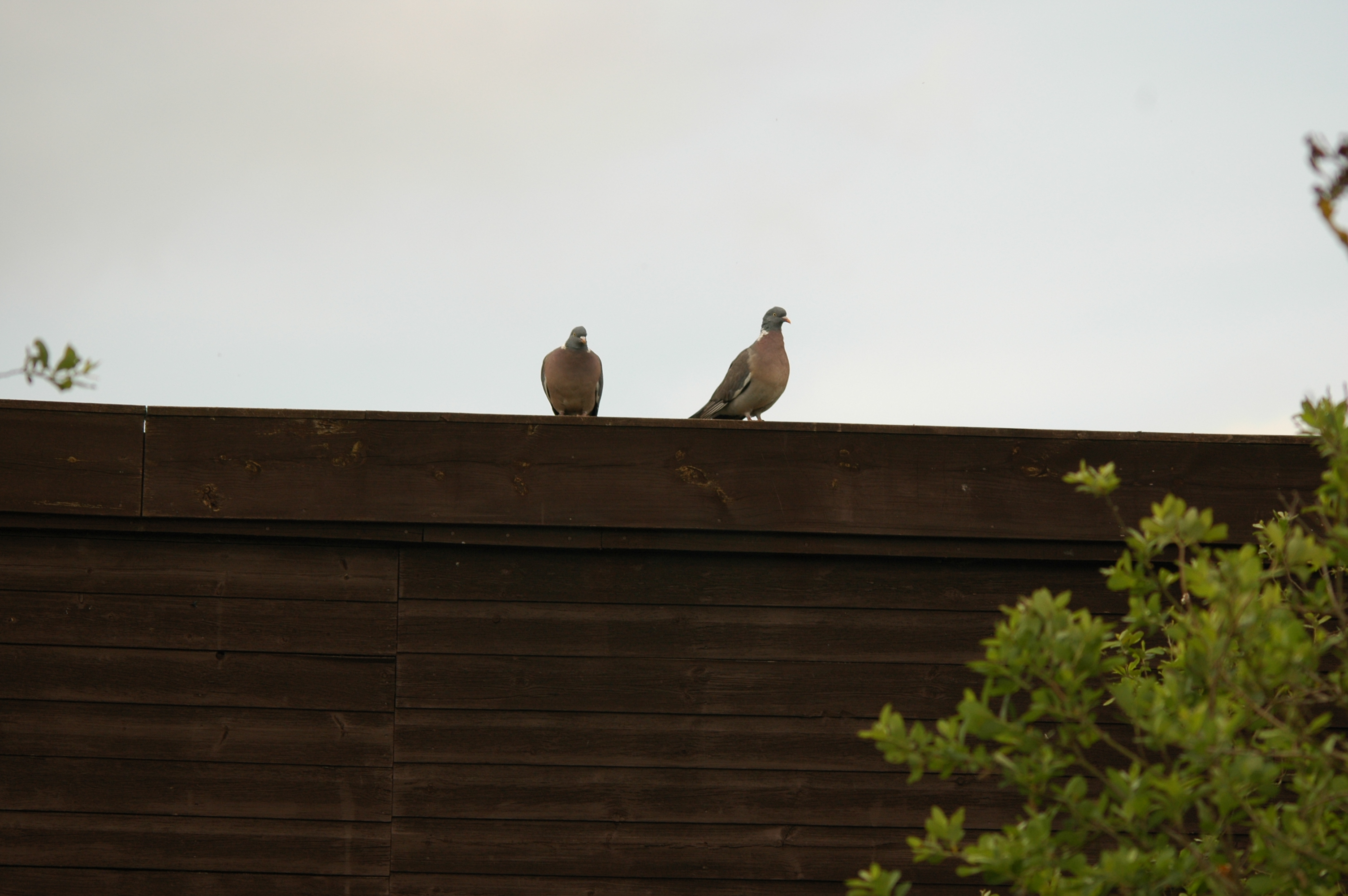 photos/wildlife/Bird_Species/073-Pigeons-Doves/1794-Common_Wood-pigeon/DSC_6063.JPG