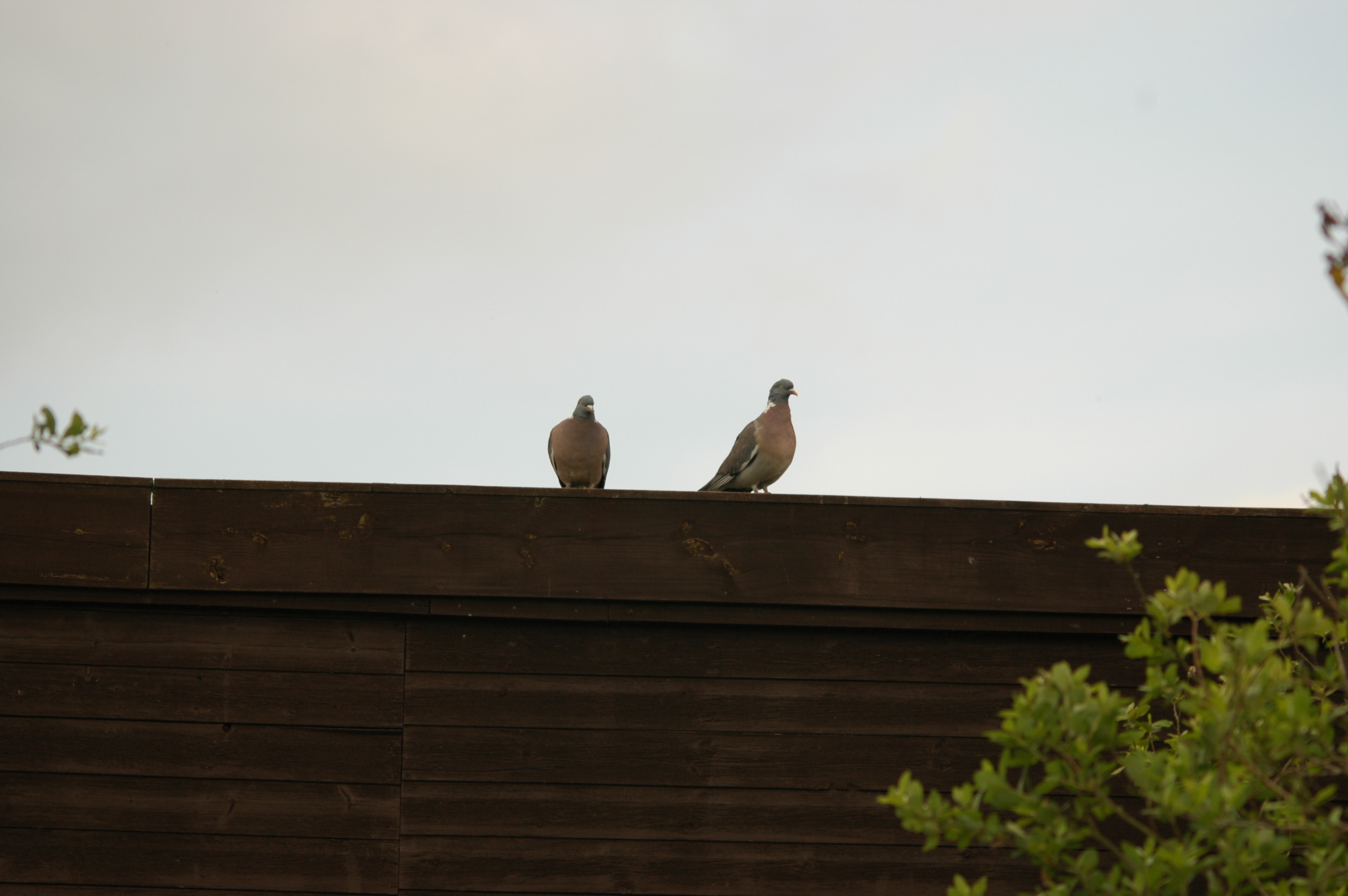 photos/wildlife/Bird_Species/073-Pigeons-Doves/1794-Common_Wood-pigeon/DSC_6064.JPG