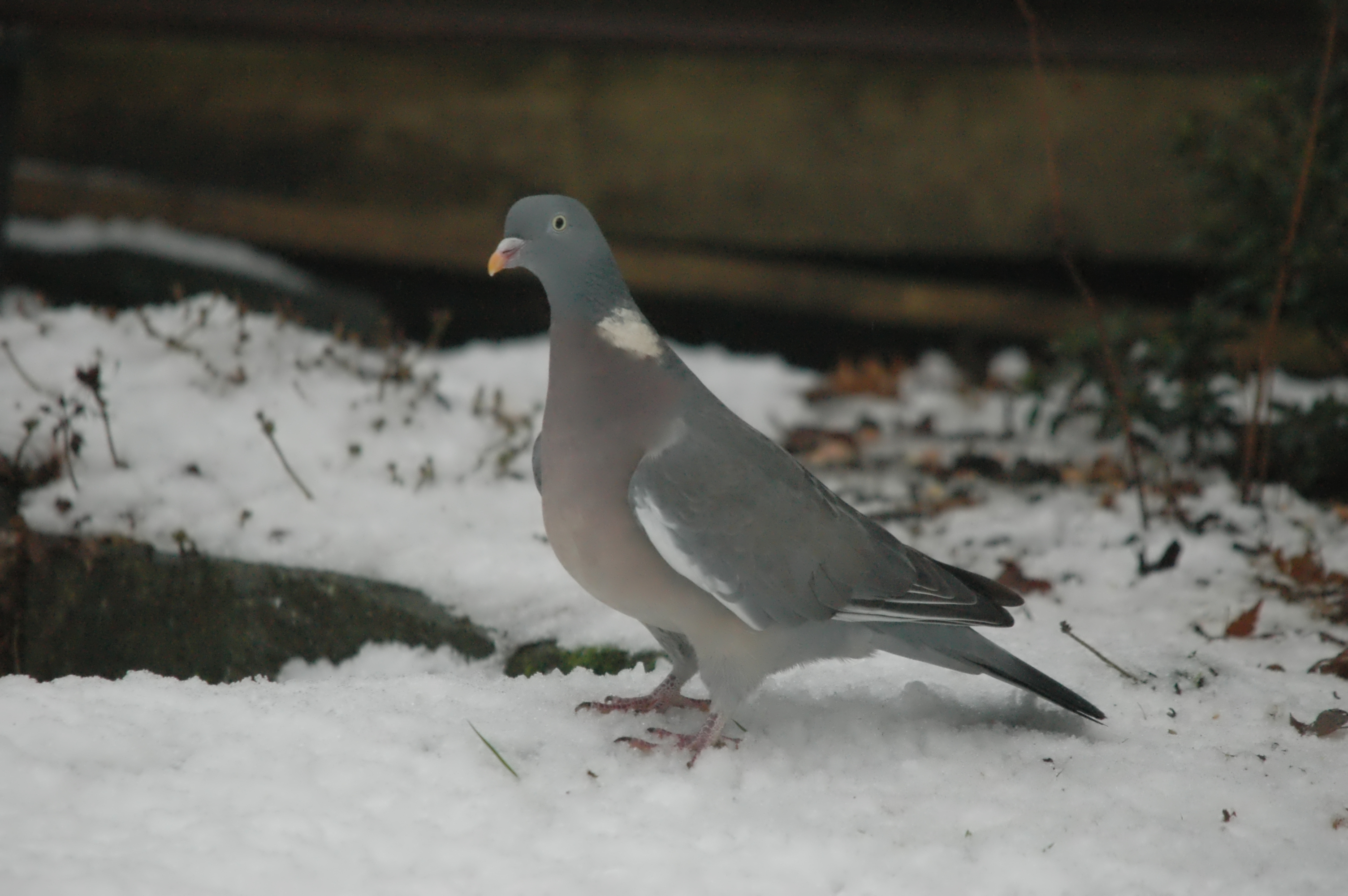 photos/wildlife/Bird_Species/073-Pigeons-Doves/1794-Common_Wood-pigeon/dsc_1529.jpg