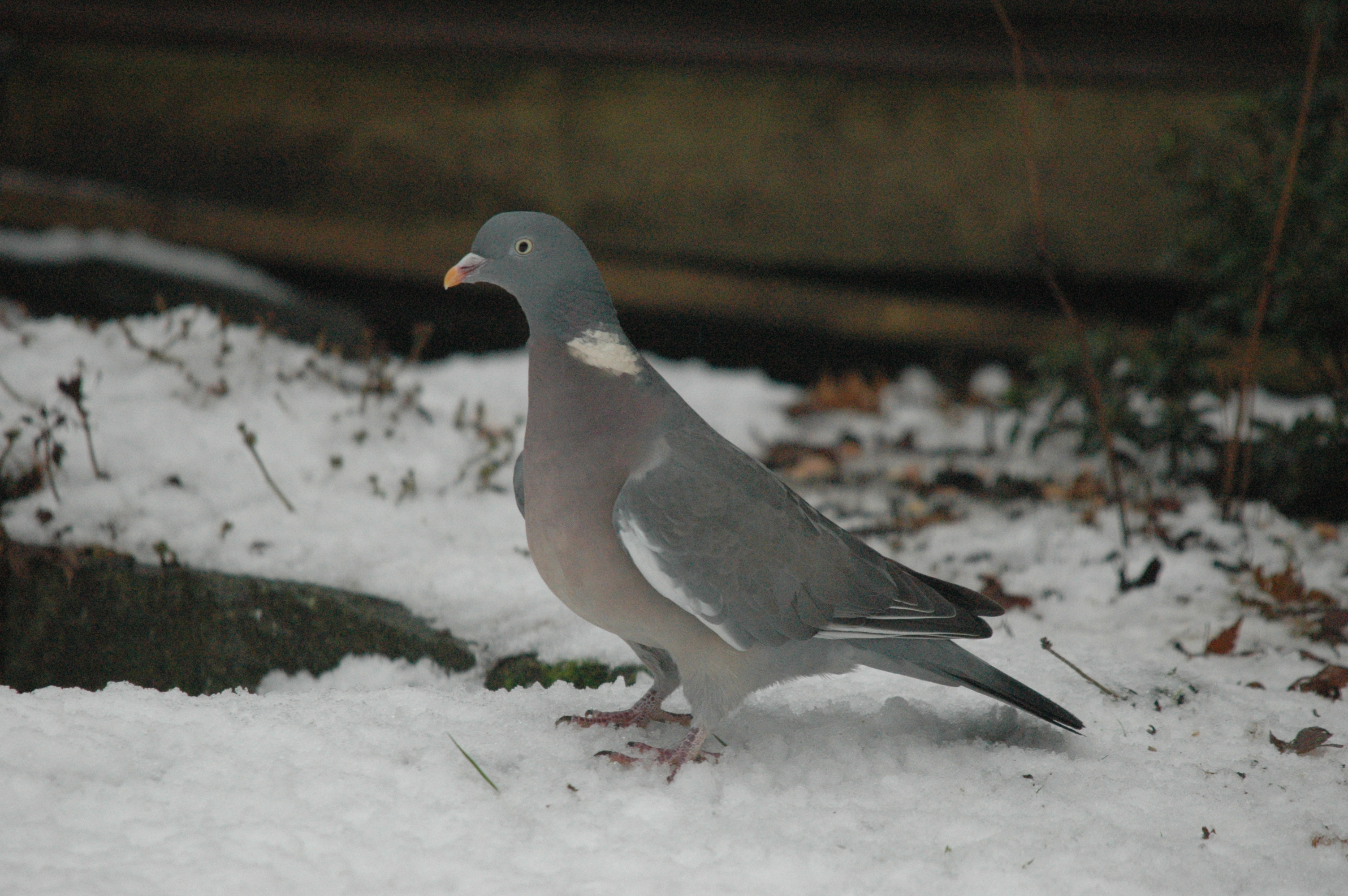 photos/wildlife/Bird_Species/073-Pigeons-Doves/1794-Common_Wood-pigeon/dsc_1530.jpg