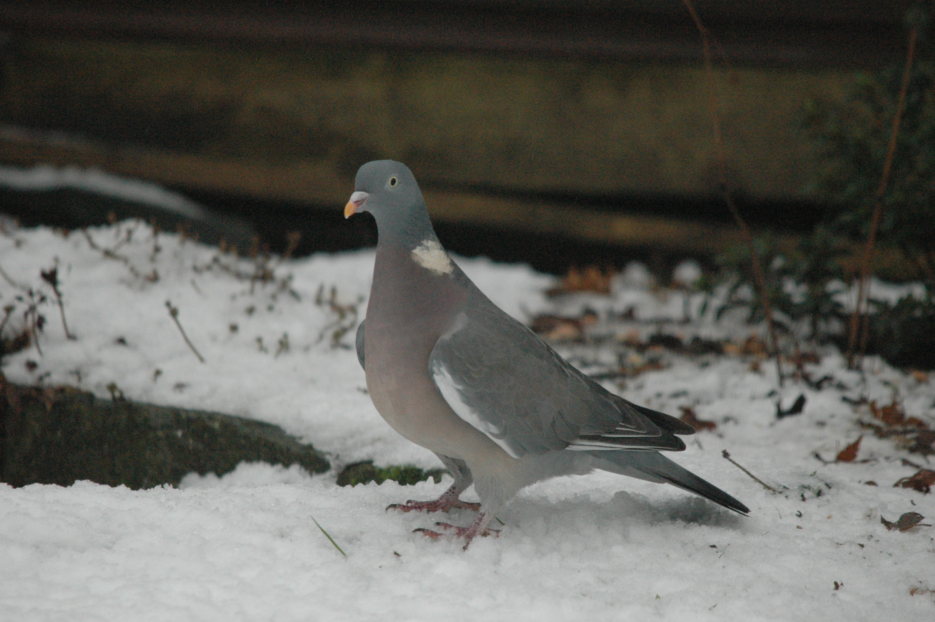 photos/wildlife/Bird_Species/073-Pigeons-Doves/1794-Common_Wood-pigeon/dsc_1531.jpg