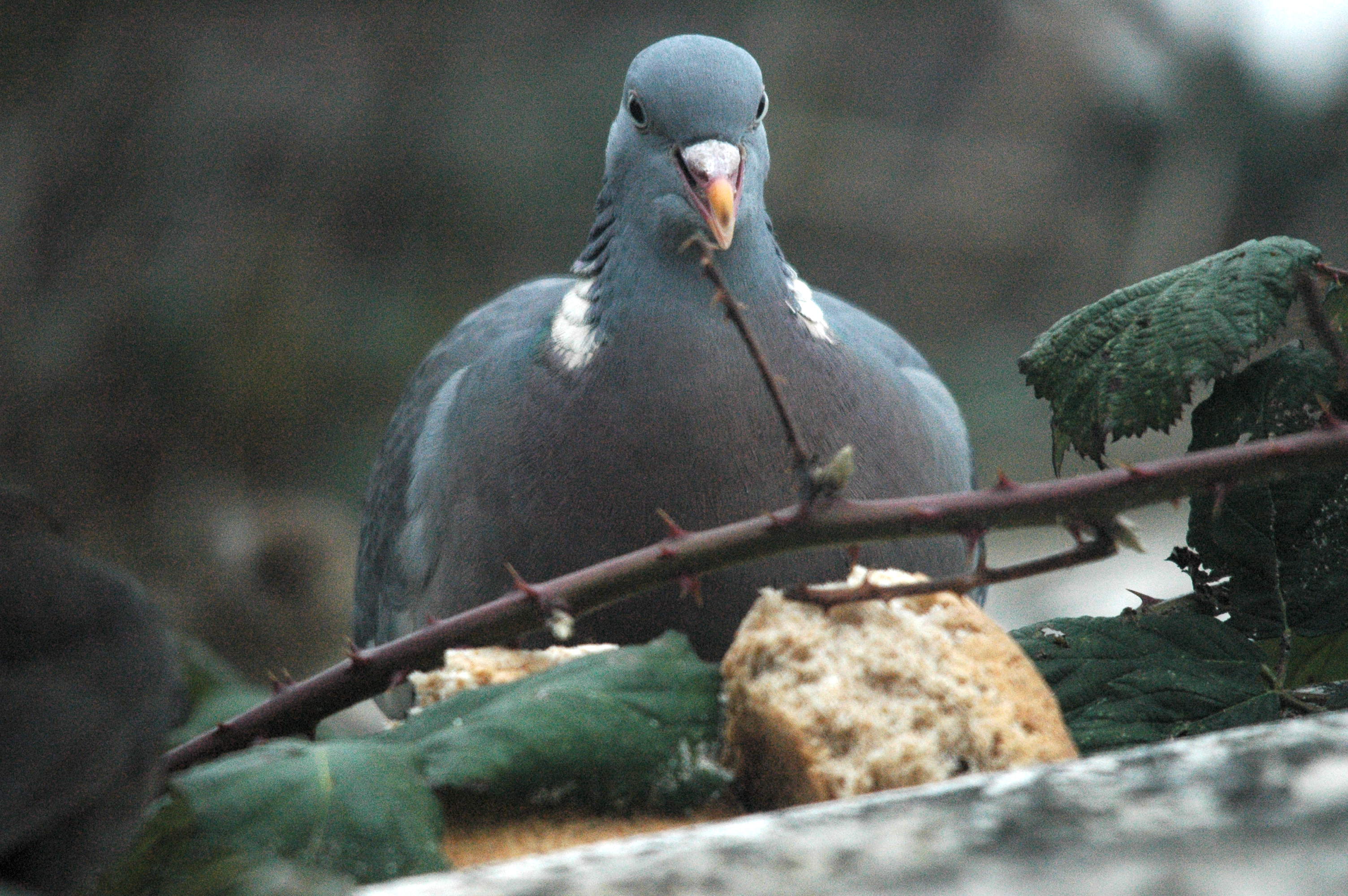 photos/wildlife/Bird_Species/073-Pigeons-Doves/1794-Common_Wood-pigeon/dsc_1649.jpg