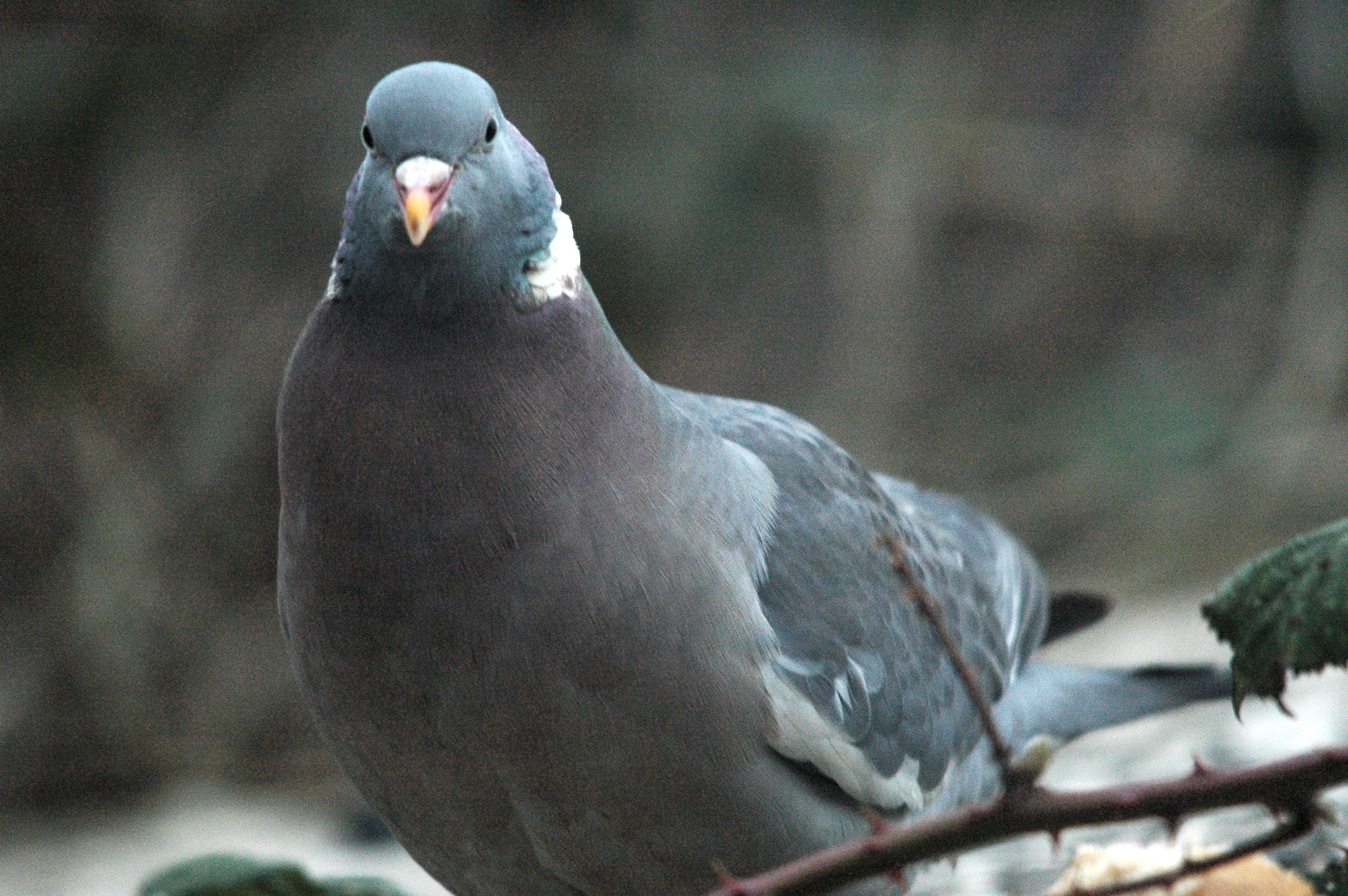photos/wildlife/Bird_Species/073-Pigeons-Doves/1794-Common_Wood-pigeon/dsc_1651.jpg