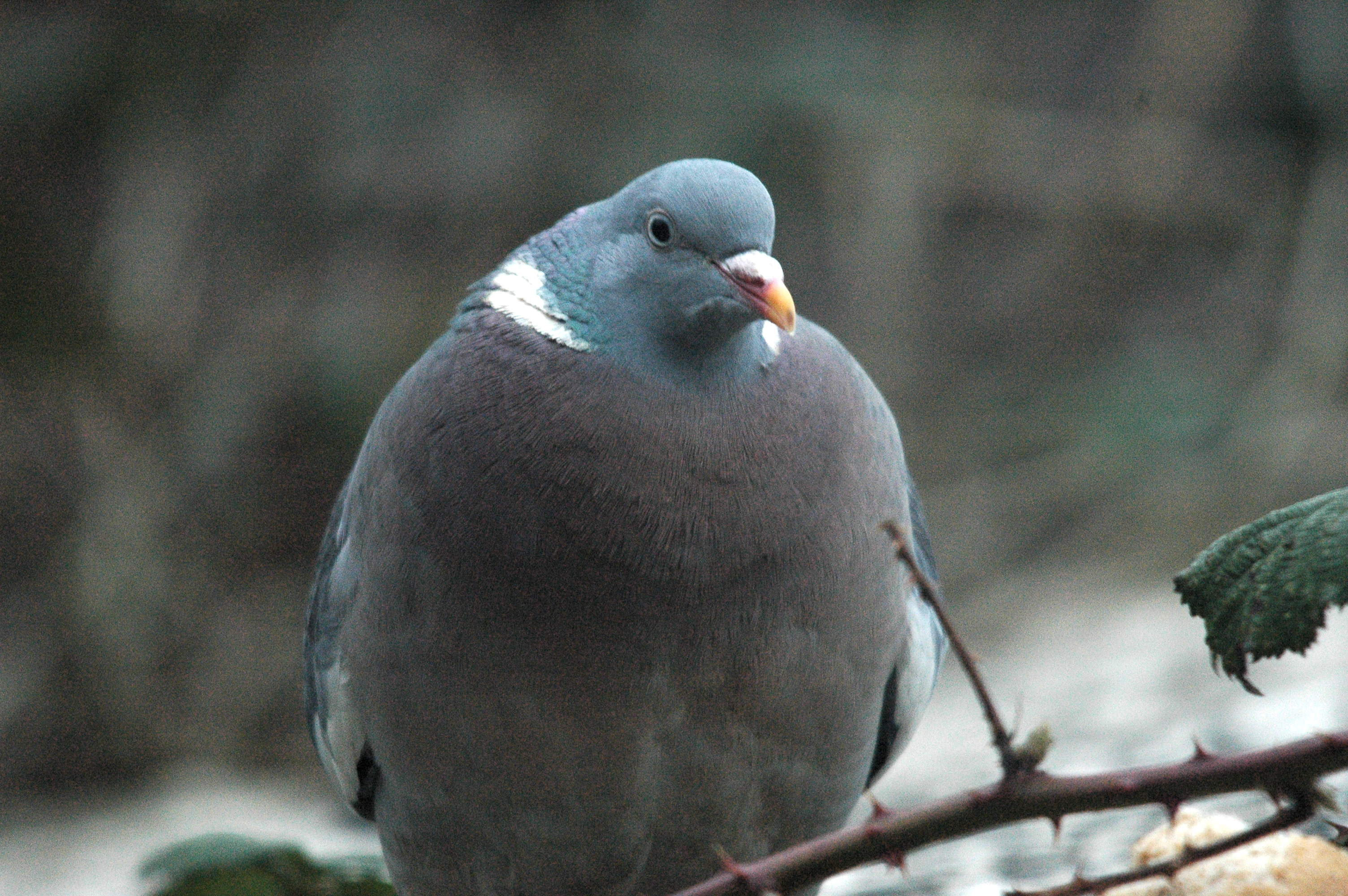 photos/wildlife/Bird_Species/073-Pigeons-Doves/1794-Common_Wood-pigeon/dsc_1652.jpg