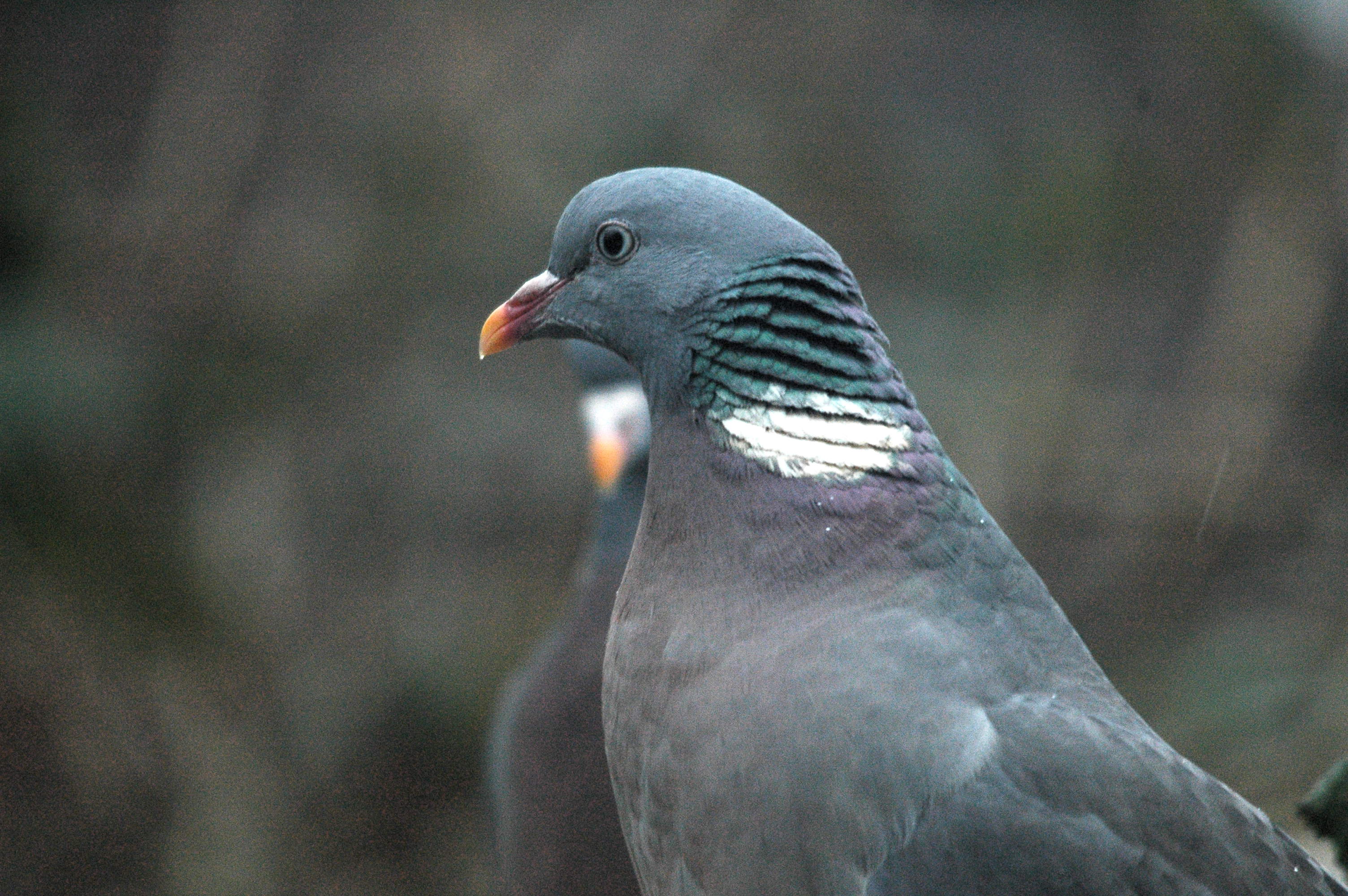 photos/wildlife/Bird_Species/073-Pigeons-Doves/1794-Common_Wood-pigeon/dsc_1662.jpg