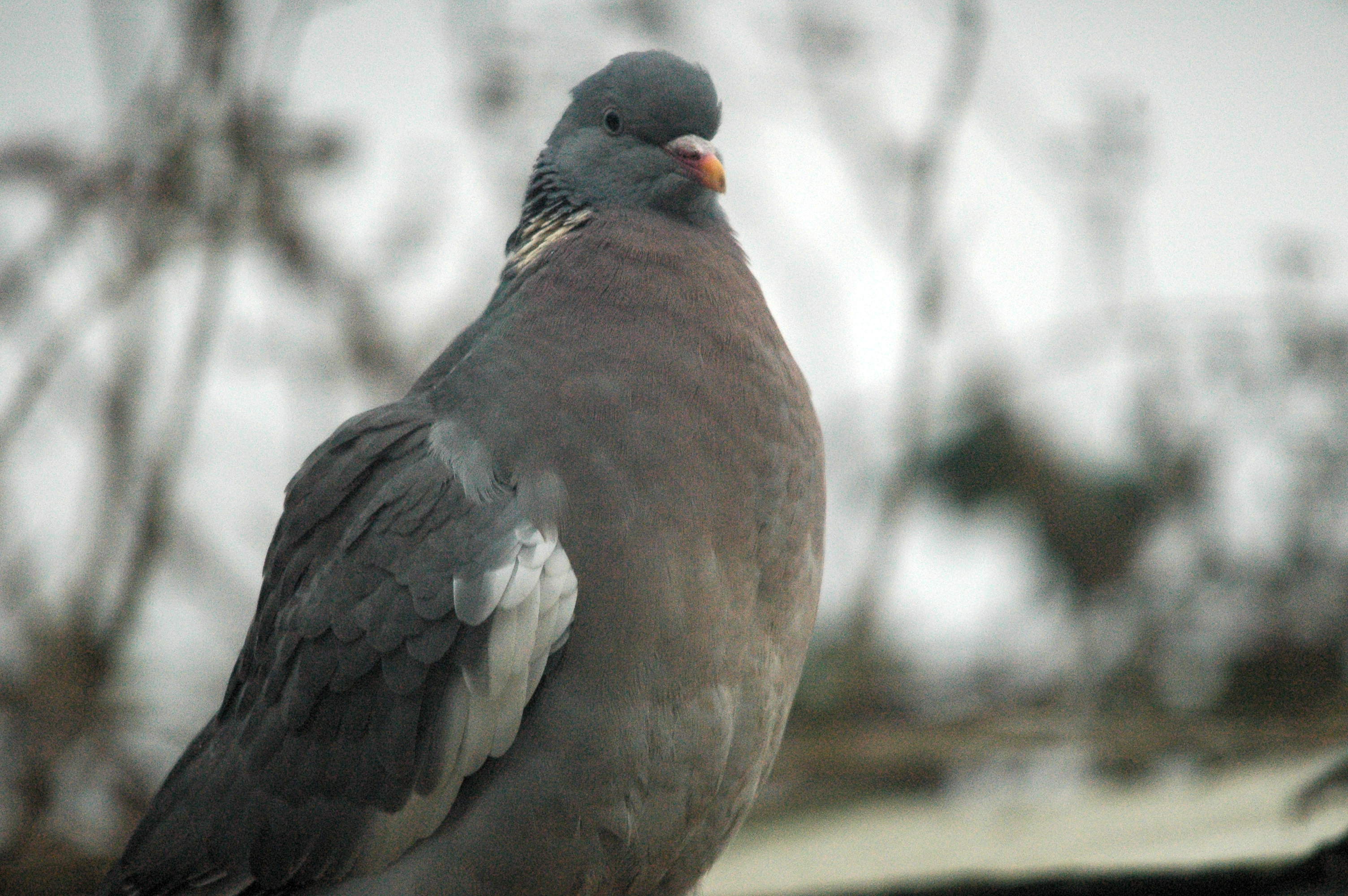 photos/wildlife/Bird_Species/073-Pigeons-Doves/1794-Common_Wood-pigeon/dsc_1669.jpg
