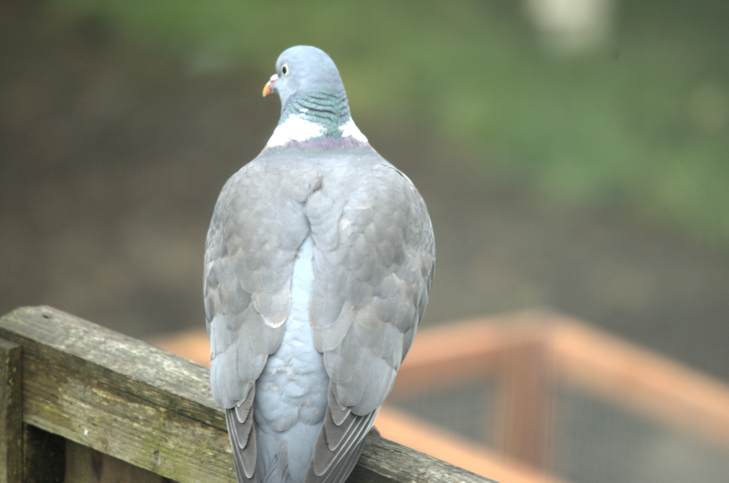 photos/wildlife/Bird_Species/073-Pigeons-Doves/1794-Common_Wood-pigeon/dsc_2040.jpeg