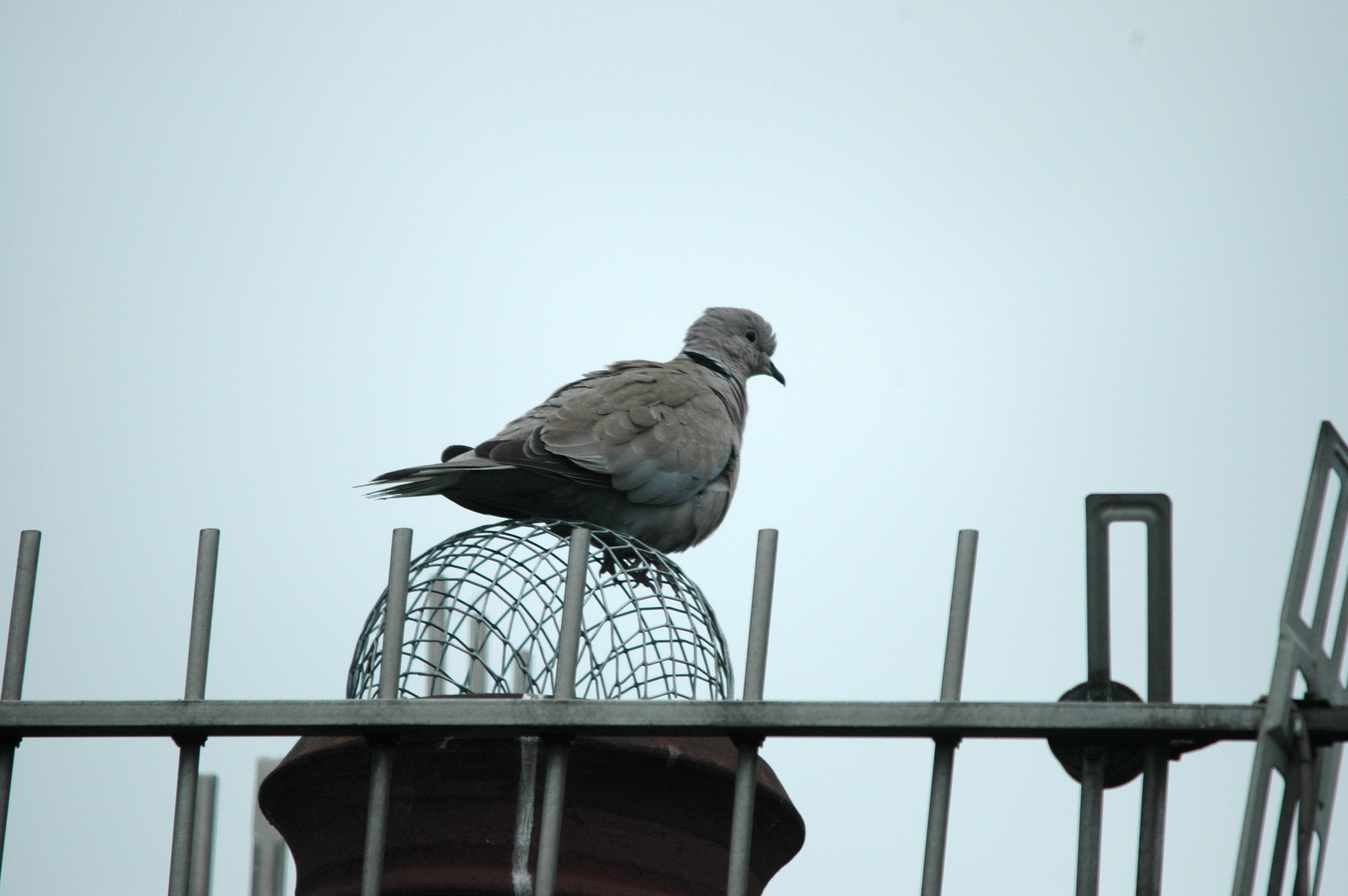 photos/wildlife/Bird_Species/073-Pigeons-Doves/1843-Eurasian_Collared-Dove/20090621-Nottm-01.jpg