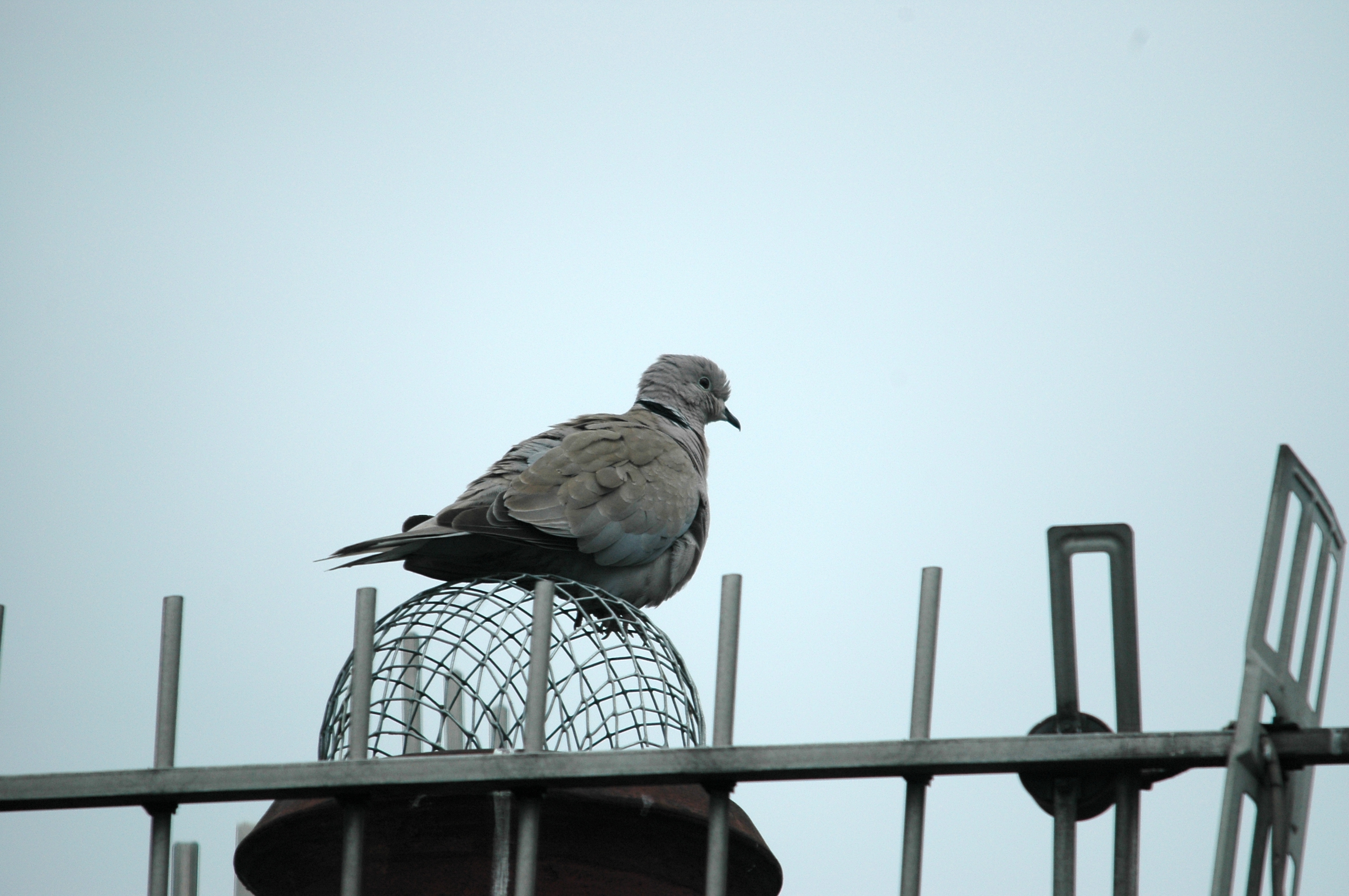 photos/wildlife/Bird_Species/073-Pigeons-Doves/1843-Eurasian_Collared-Dove/20090621-Nottm-02.jpg