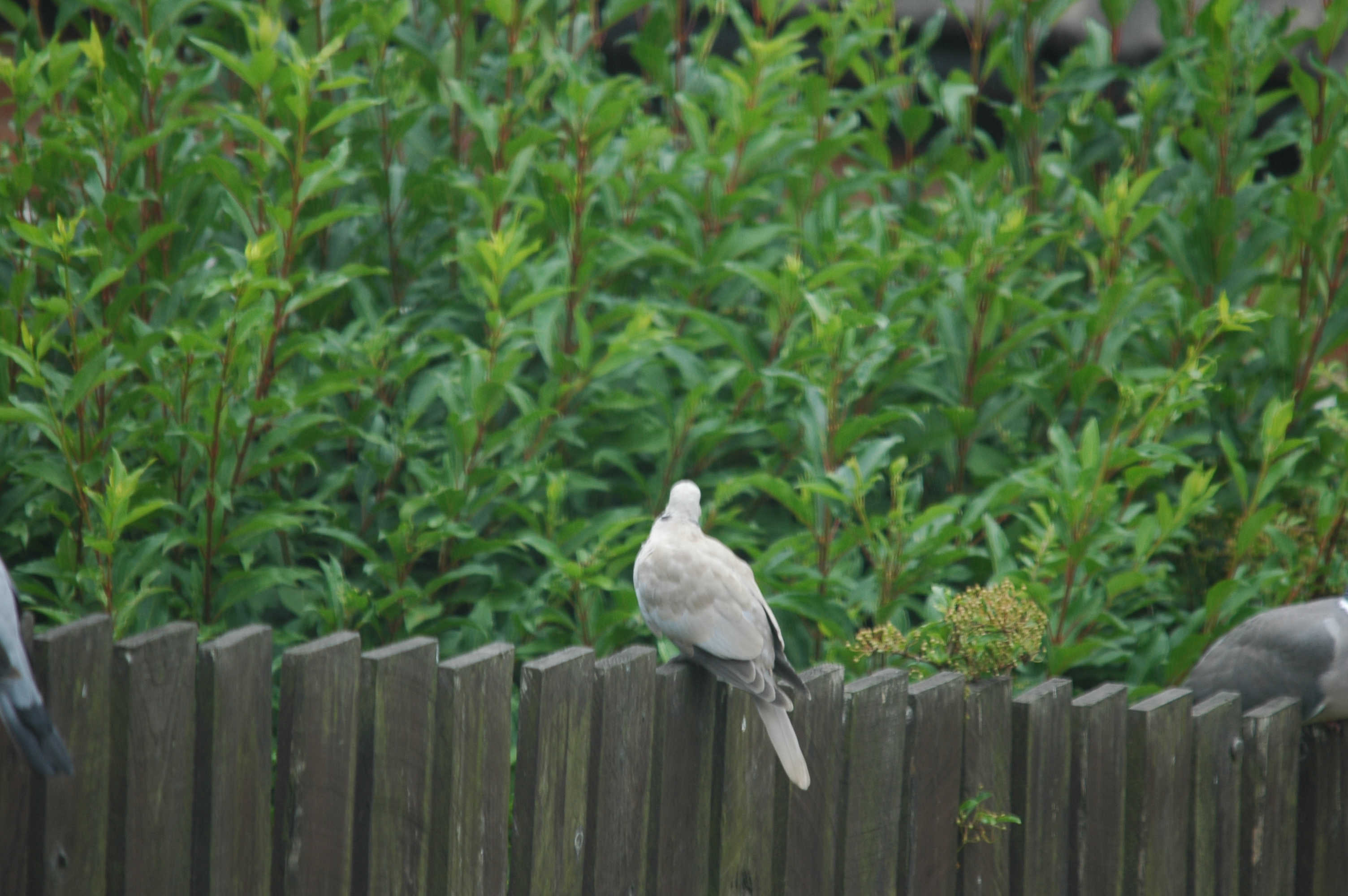 photos/wildlife/Bird_Species/073-Pigeons-Doves/1843-Eurasian_Collared-Dove/20090706-Nottm-01.jpg