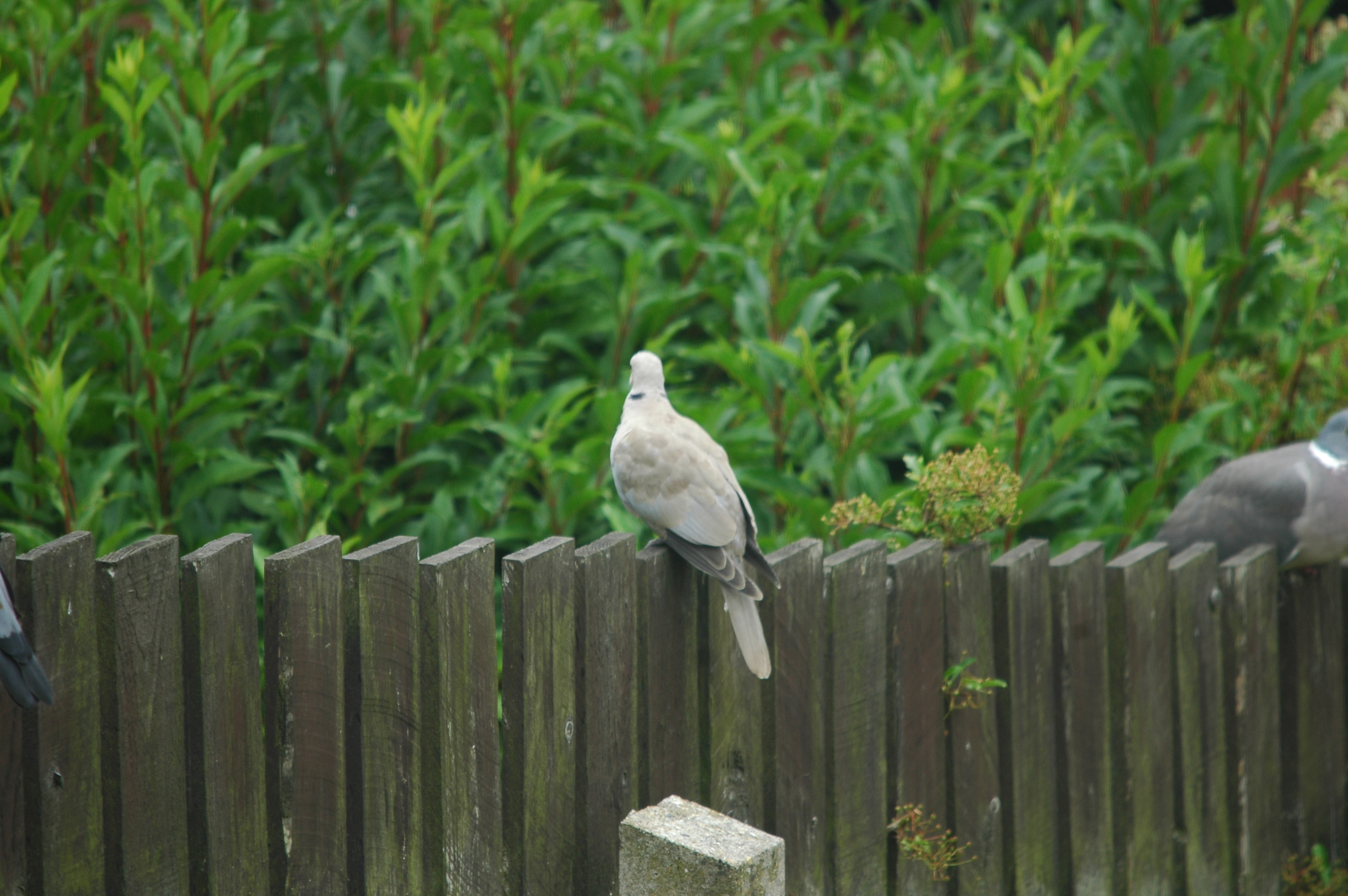 photos/wildlife/Bird_Species/073-Pigeons-Doves/1843-Eurasian_Collared-Dove/20090706-Nottm-02.jpg