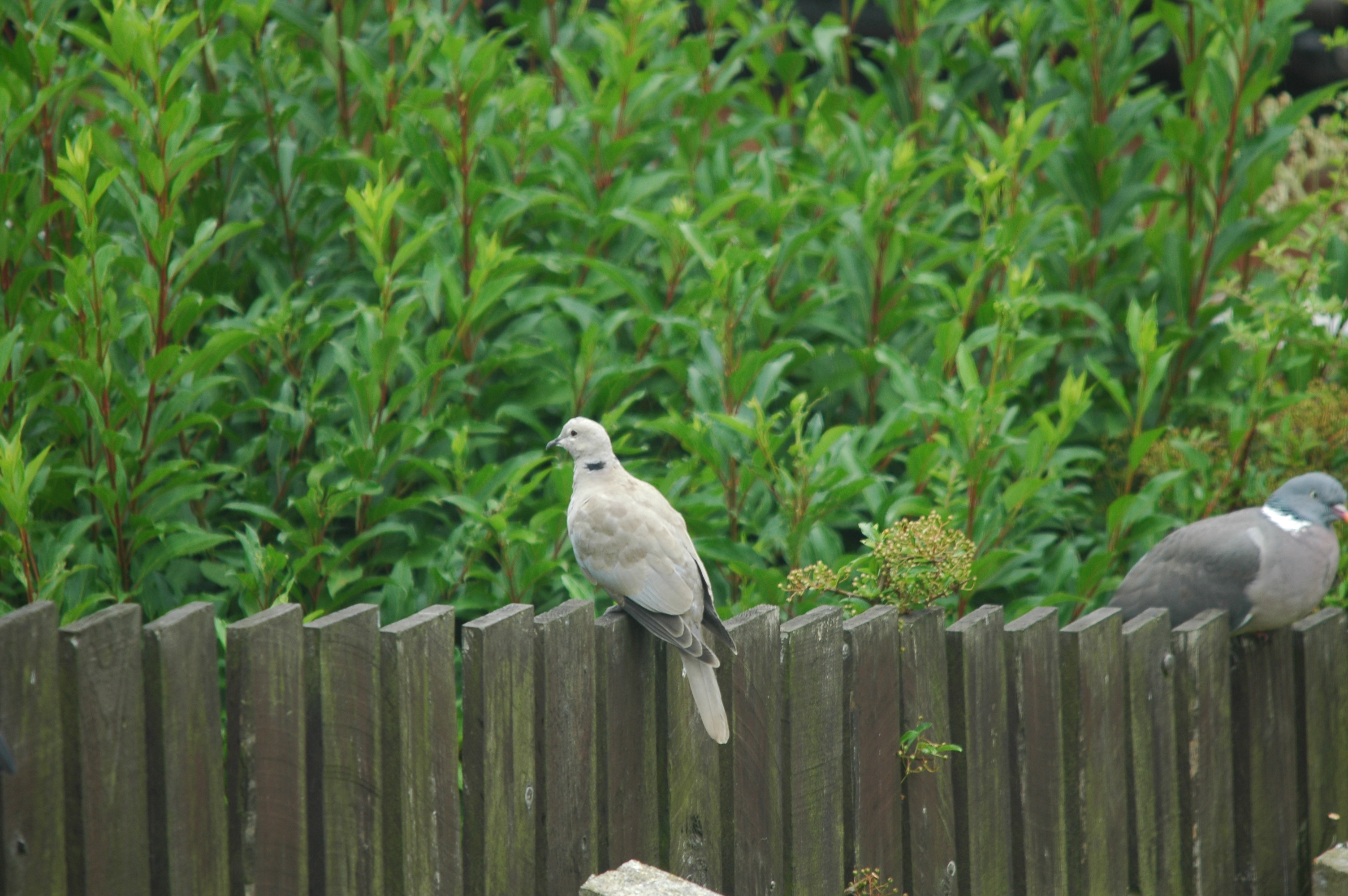 photos/wildlife/Bird_Species/073-Pigeons-Doves/1843-Eurasian_Collared-Dove/20090706-Nottm-03.jpg