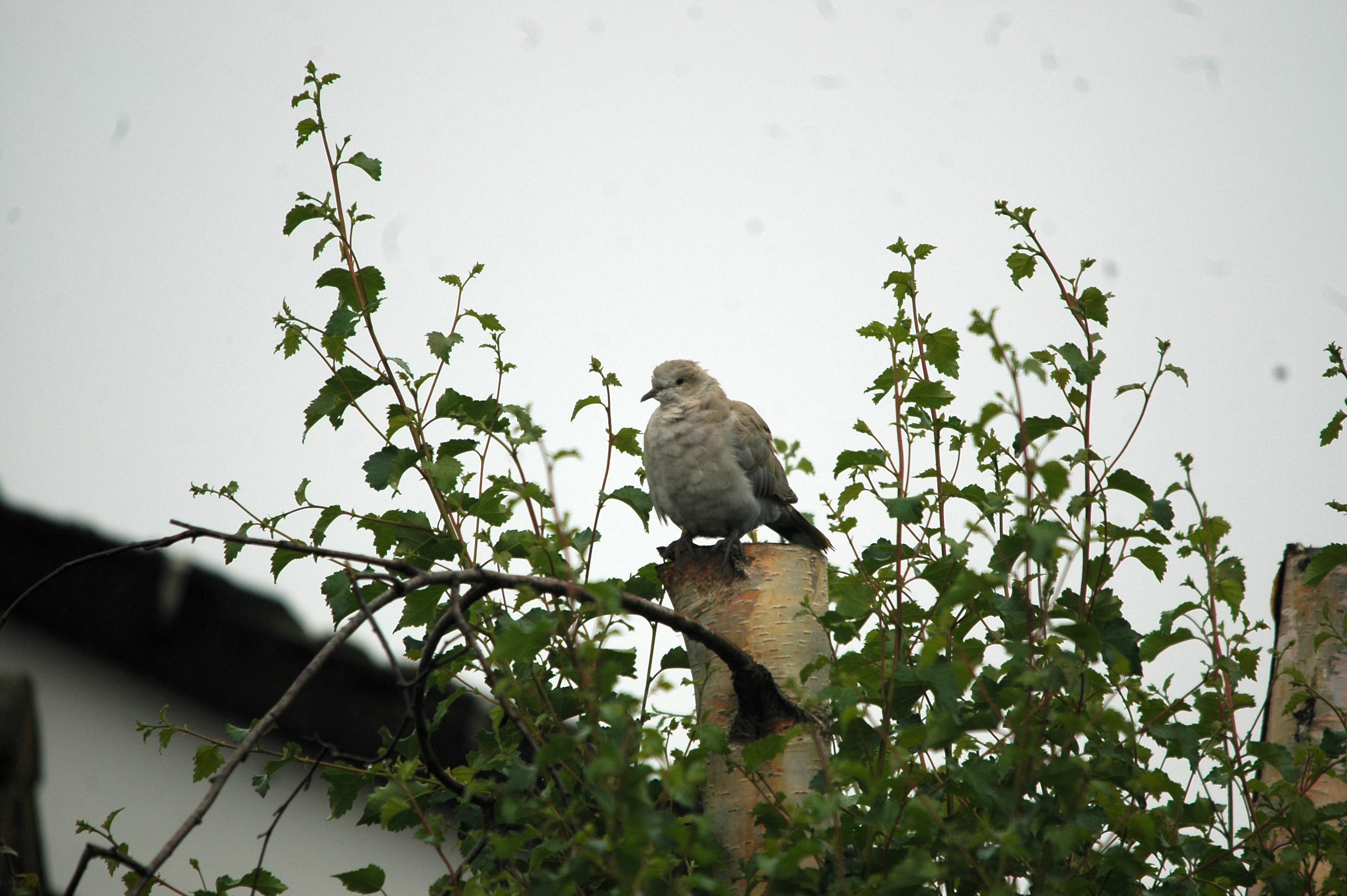 photos/wildlife/Bird_Species/073-Pigeons-Doves/1843-Eurasian_Collared-Dove/20090719-Burscough-01.jpg