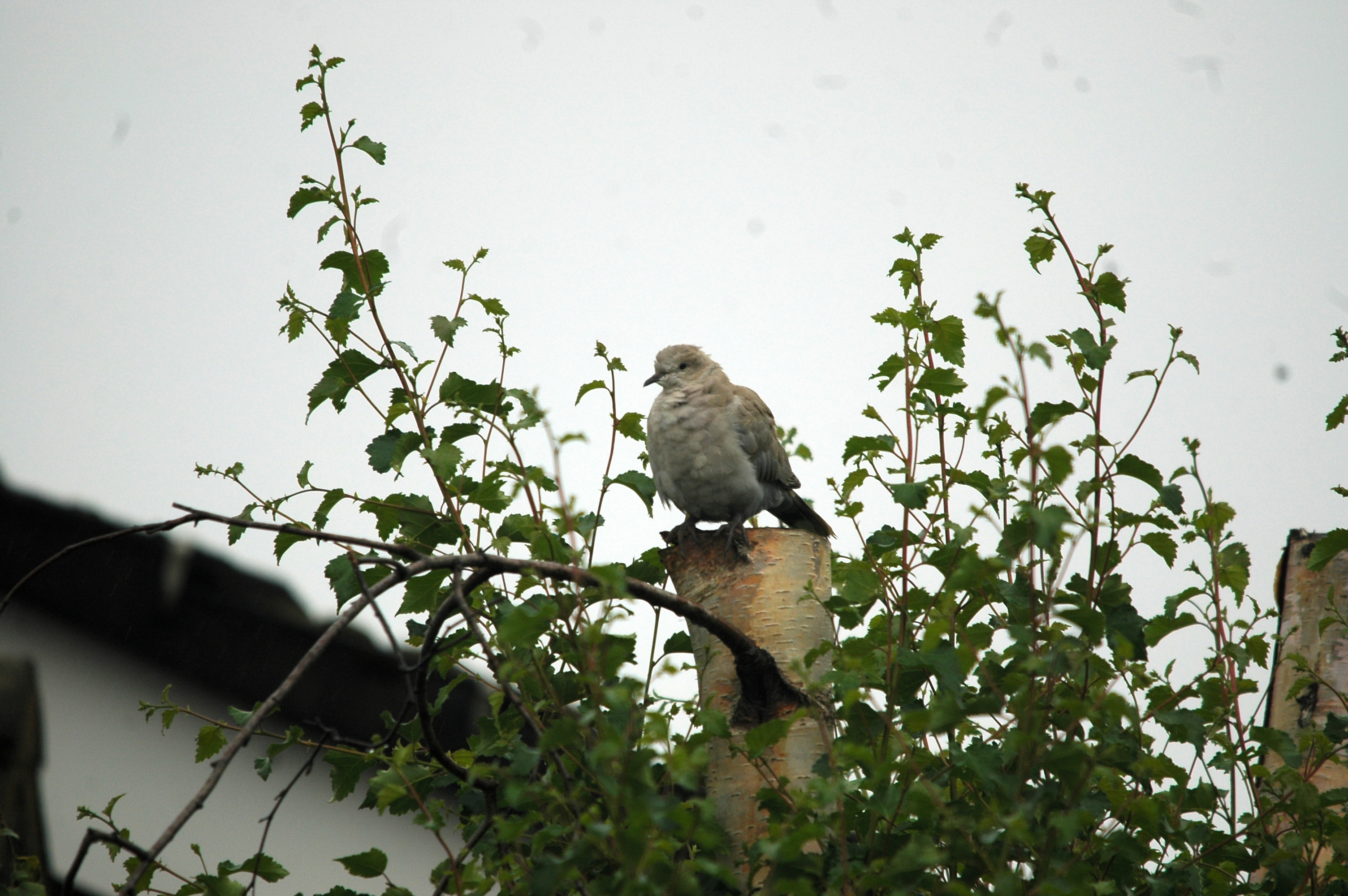 photos/wildlife/Bird_Species/073-Pigeons-Doves/1843-Eurasian_Collared-Dove/20090719-Burscough-02.jpg
