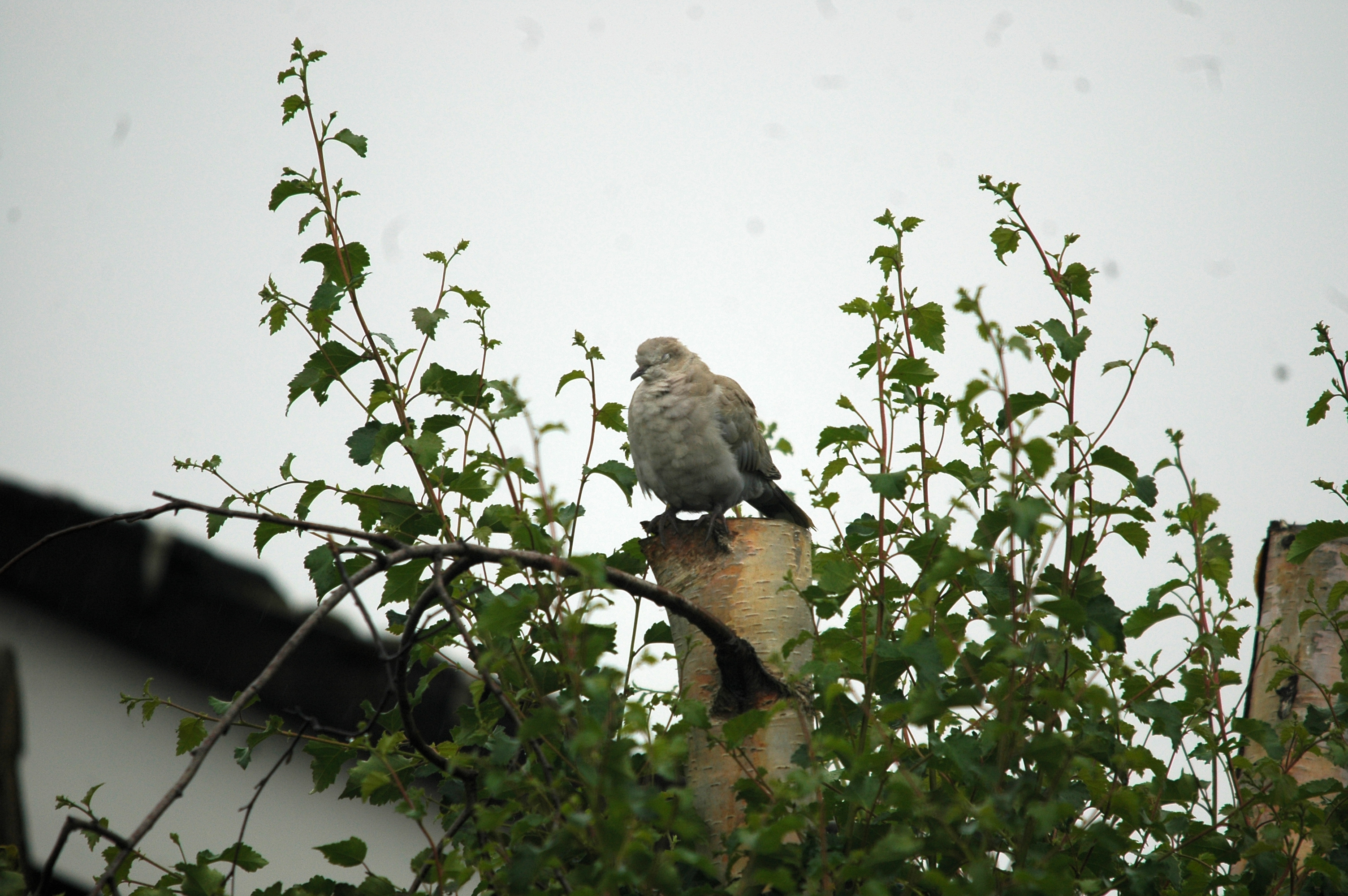 photos/wildlife/Bird_Species/073-Pigeons-Doves/1843-Eurasian_Collared-Dove/20090719-Burscough-03.jpg