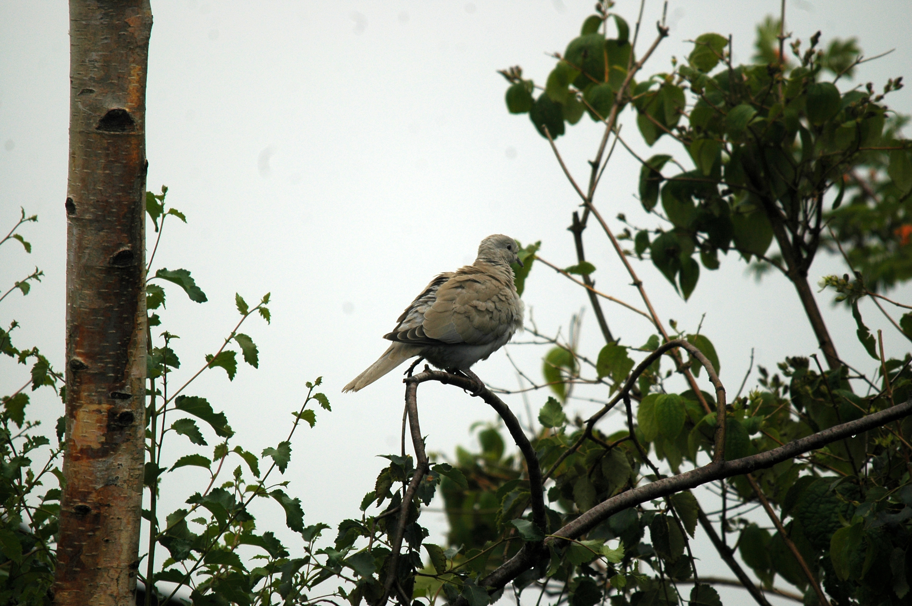 photos/wildlife/Bird_Species/073-Pigeons-Doves/1843-Eurasian_Collared-Dove/20090719-Burscough-04.jpg