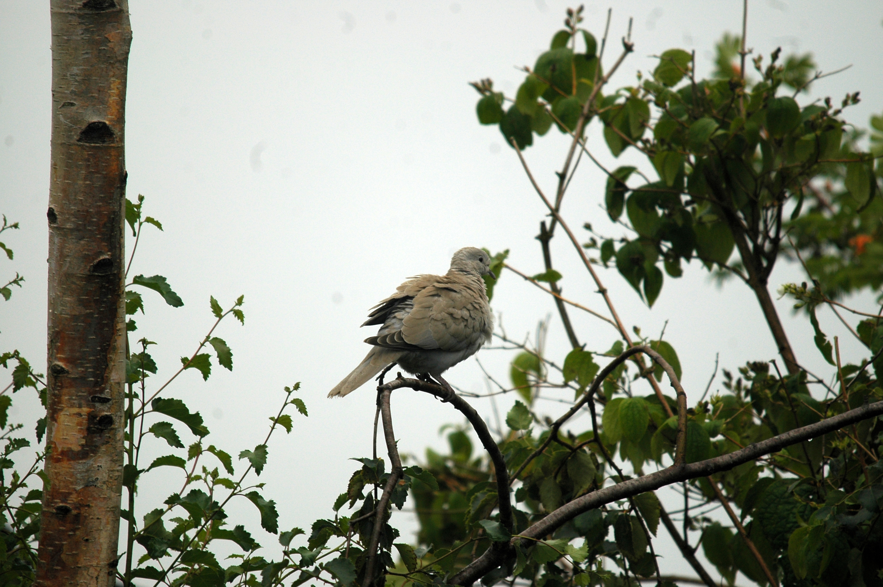 photos/wildlife/Bird_Species/073-Pigeons-Doves/1843-Eurasian_Collared-Dove/20090719-Burscough-05.jpg