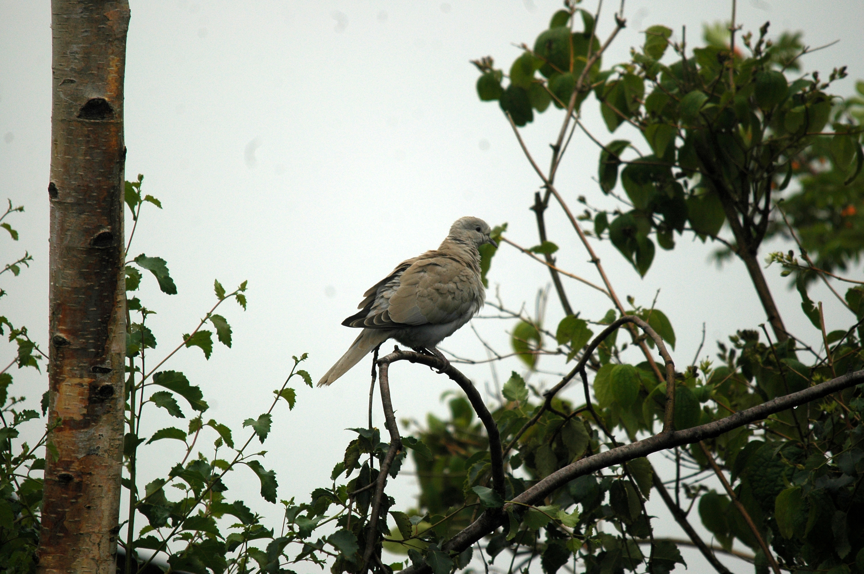 photos/wildlife/Bird_Species/073-Pigeons-Doves/1843-Eurasian_Collared-Dove/20090719-Burscough-06.jpg