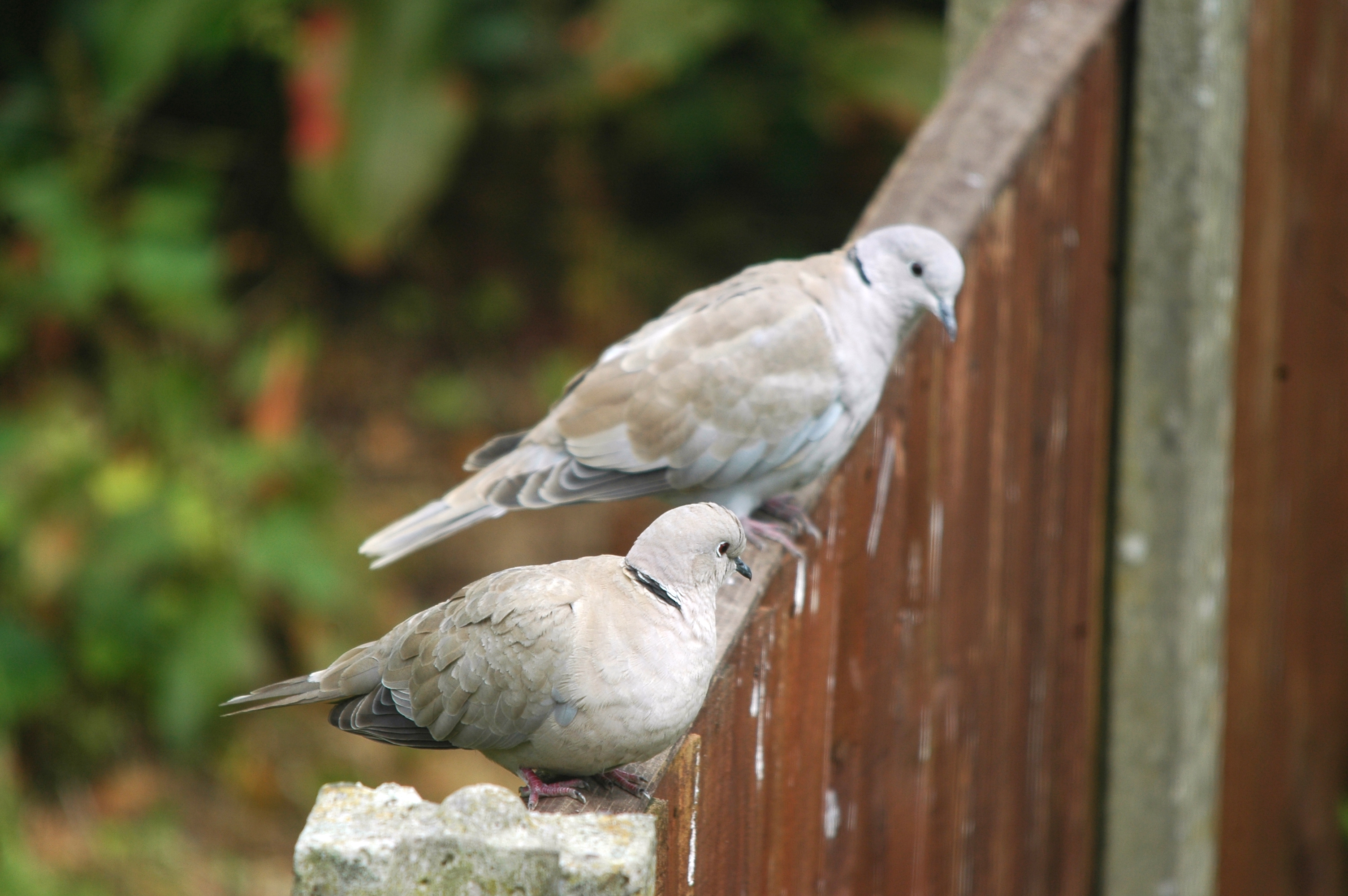 photos/wildlife/Bird_Species/073-Pigeons-Doves/1843-Eurasian_Collared-Dove/20090719-Burscough-07.jpg