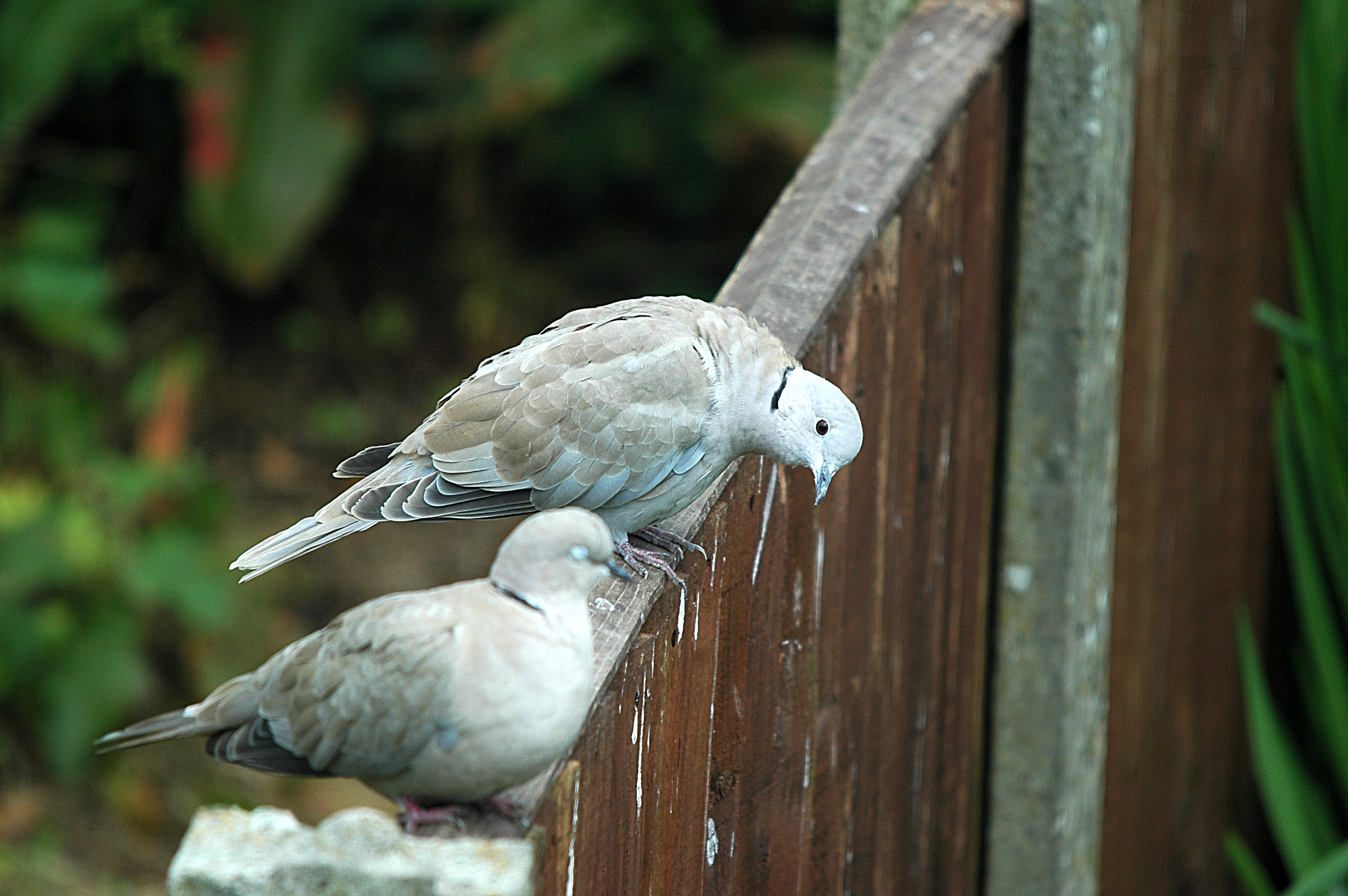 photos/wildlife/Bird_Species/073-Pigeons-Doves/1843-Eurasian_Collared-Dove/20090719-Burscough-09.jpg