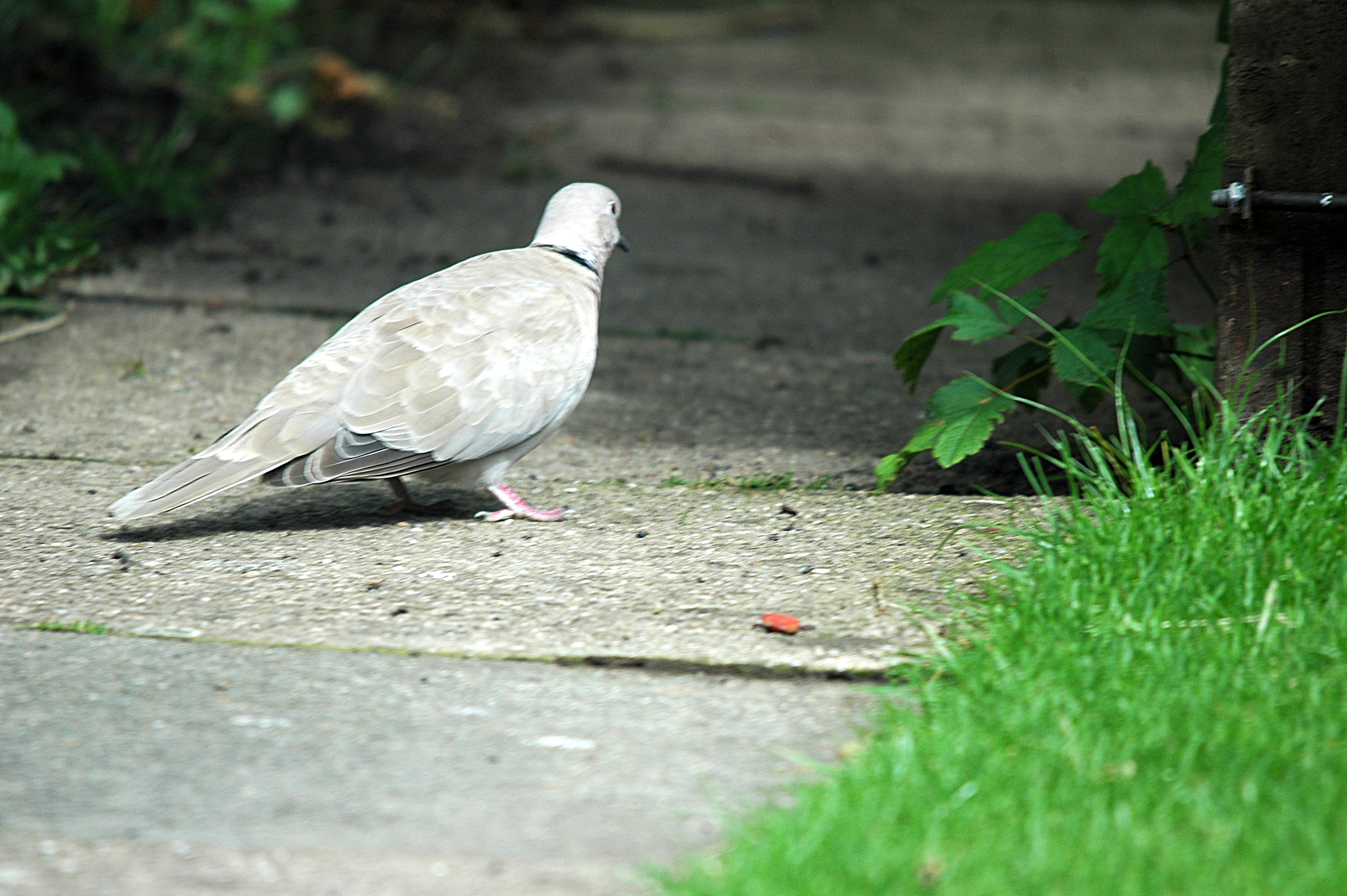 photos/wildlife/Bird_Species/073-Pigeons-Doves/1843-Eurasian_Collared-Dove/20090719-Burscough-10.jpg