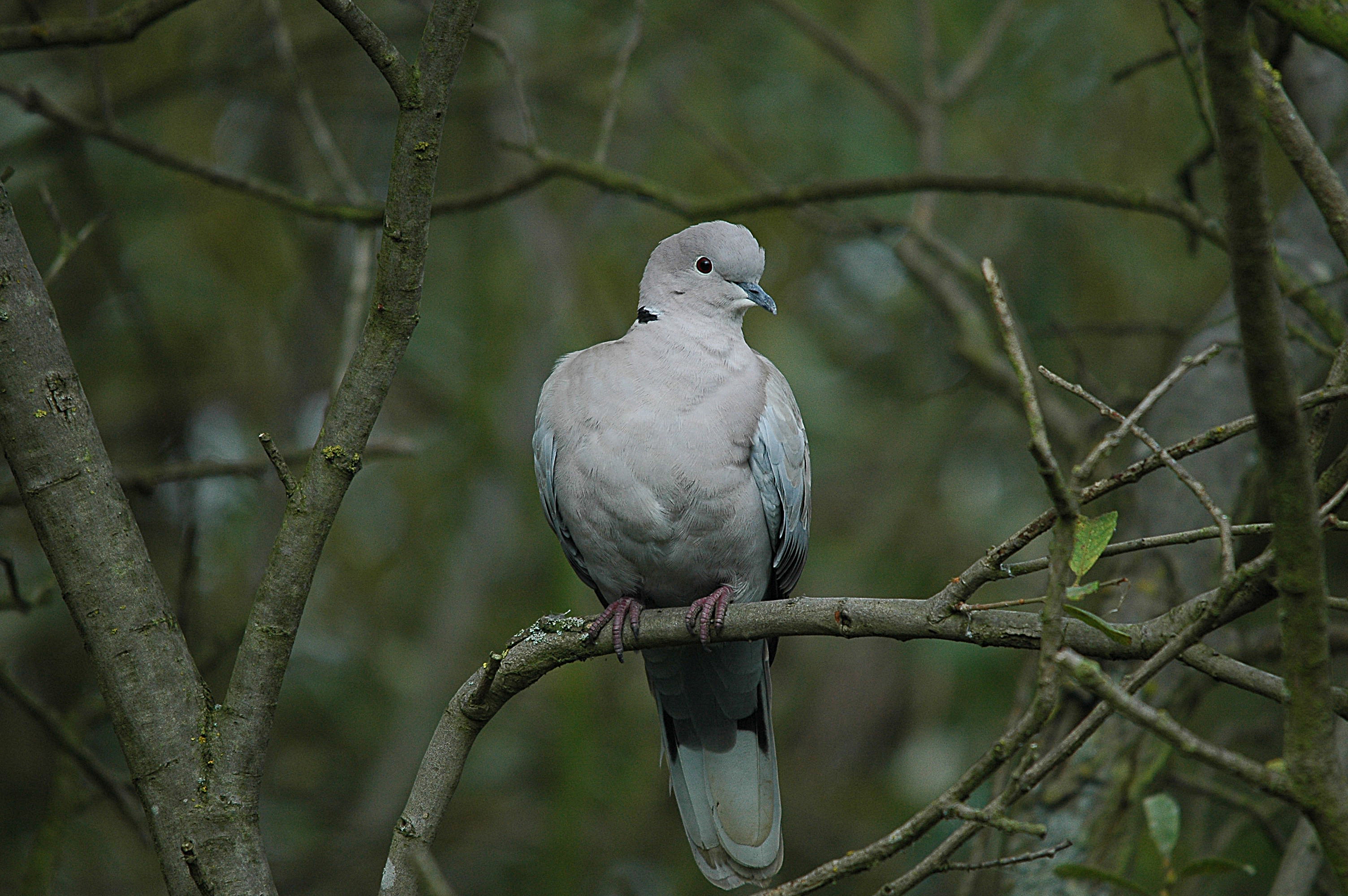 photos/wildlife/Bird_Species/073-Pigeons-Doves/1843-Eurasian_Collared-Dove/DSC_3602.JPG