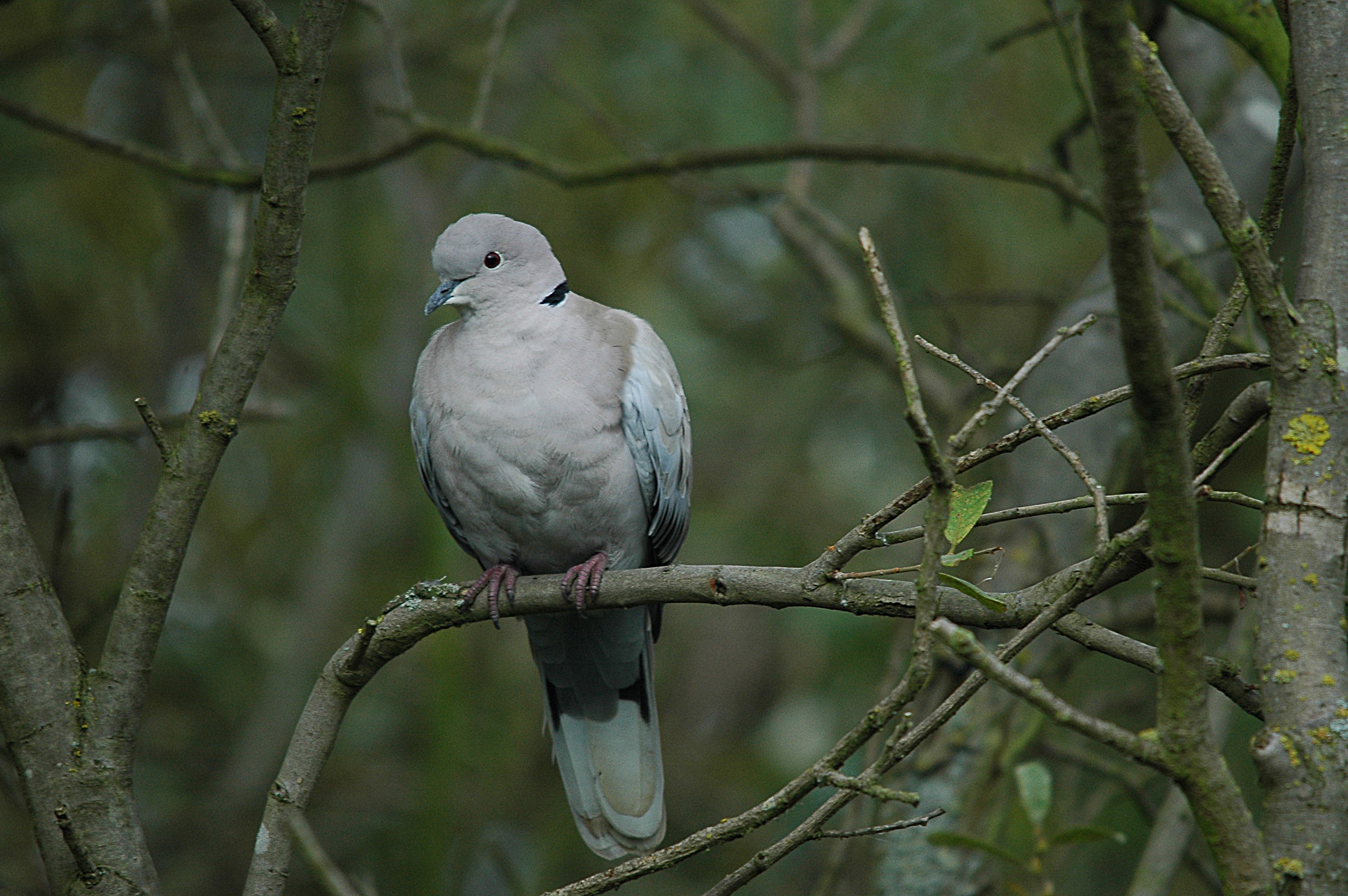 photos/wildlife/Bird_Species/073-Pigeons-Doves/1843-Eurasian_Collared-Dove/DSC_3603.JPG