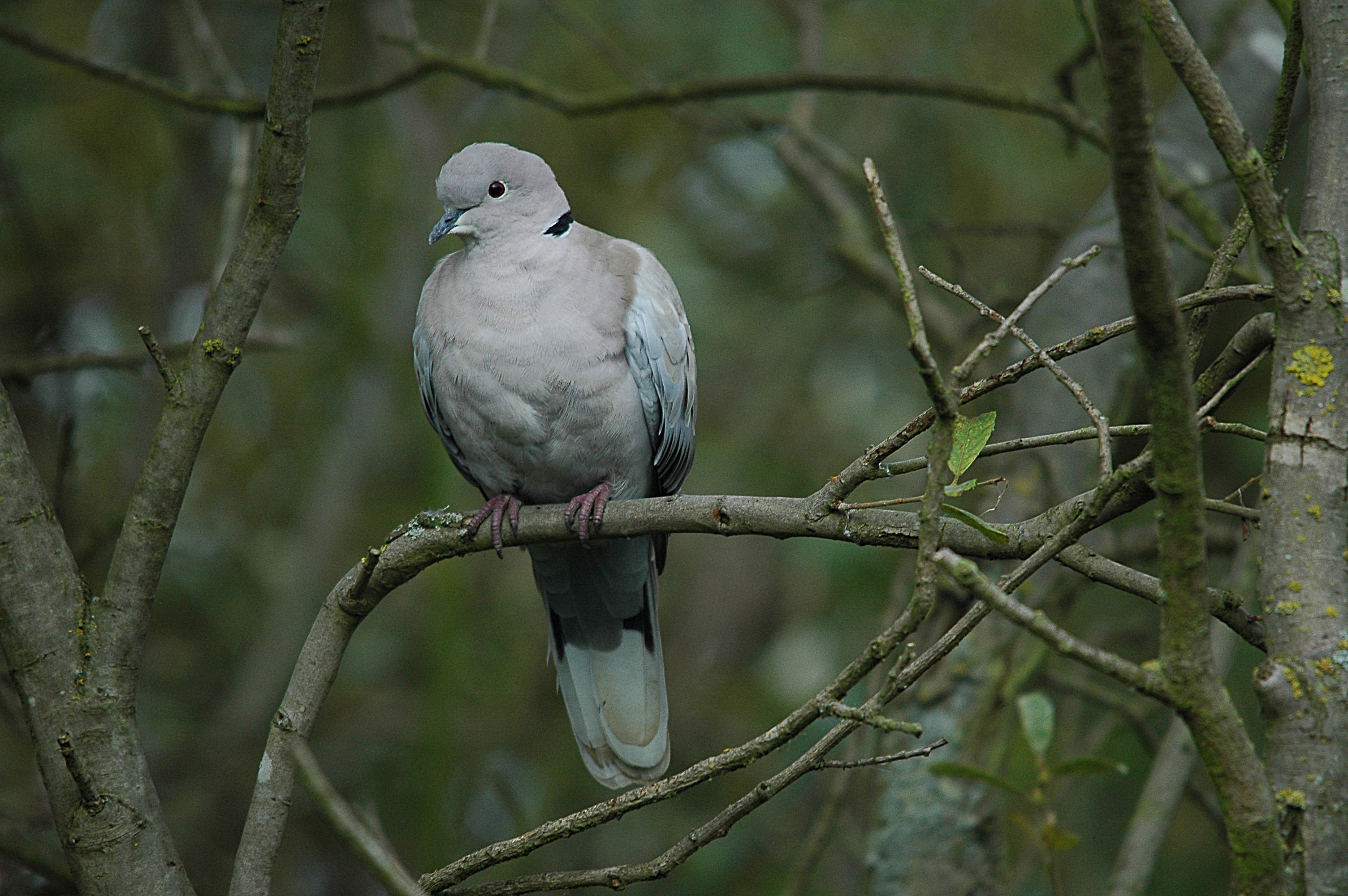 photos/wildlife/Bird_Species/073-Pigeons-Doves/1843-Eurasian_Collared-Dove/DSC_3604.JPG