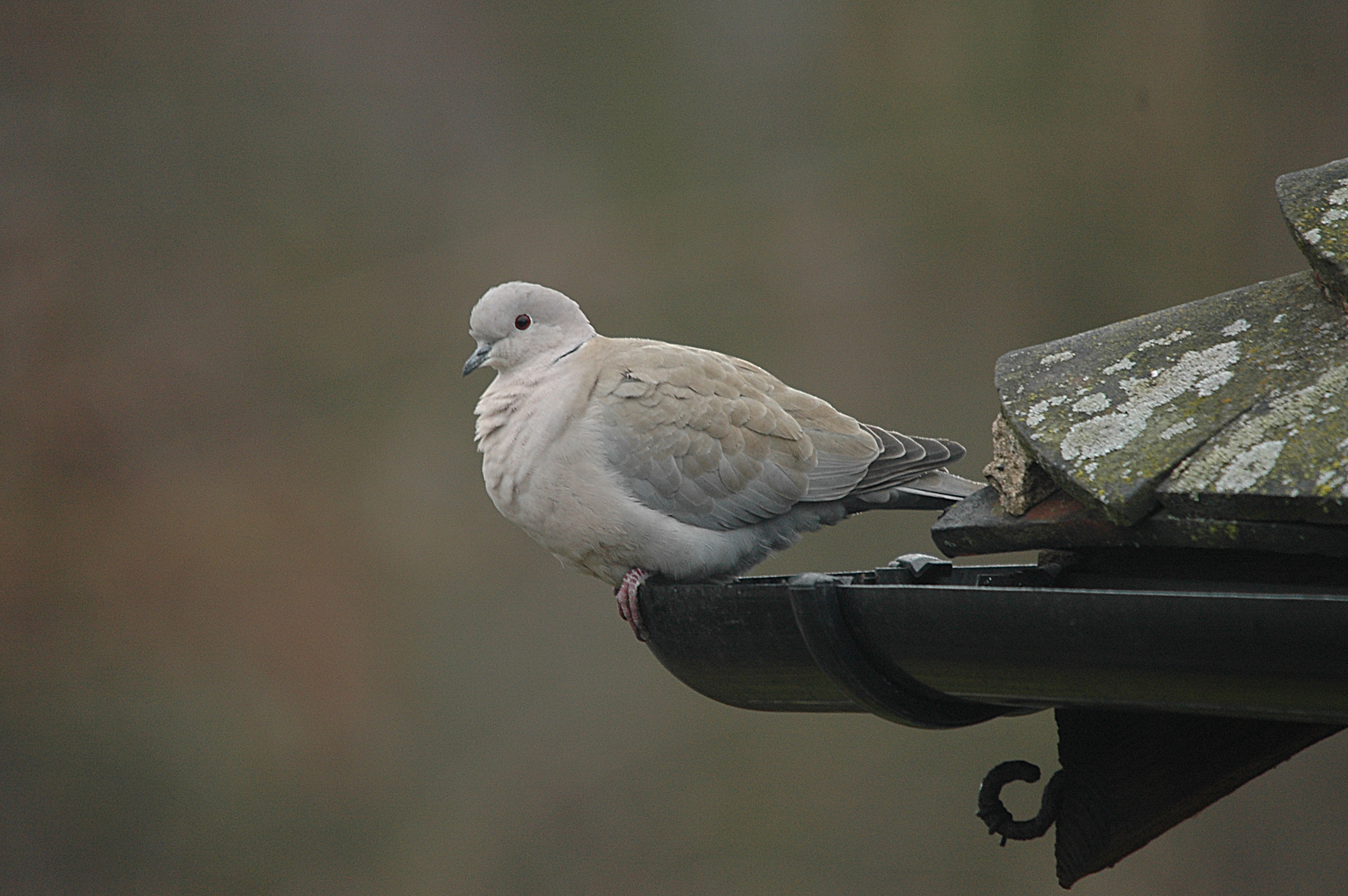 photos/wildlife/Bird_Species/073-Pigeons-Doves/1843-Eurasian_Collared-Dove/DSC_4799.JPG