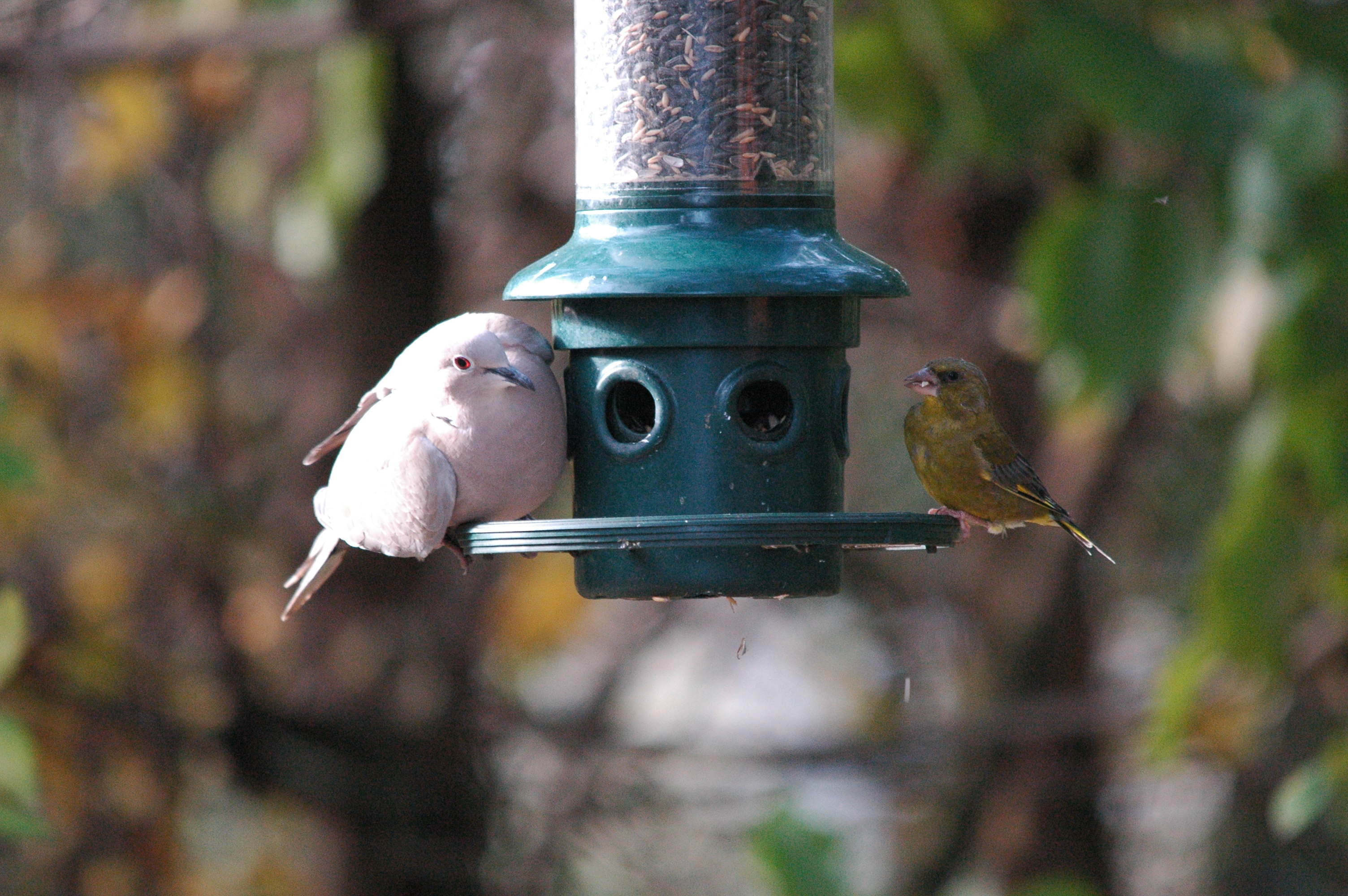photos/wildlife/Bird_Species/073-Pigeons-Doves/1843-Eurasian_Collared-Dove/dsc_1408.jpg