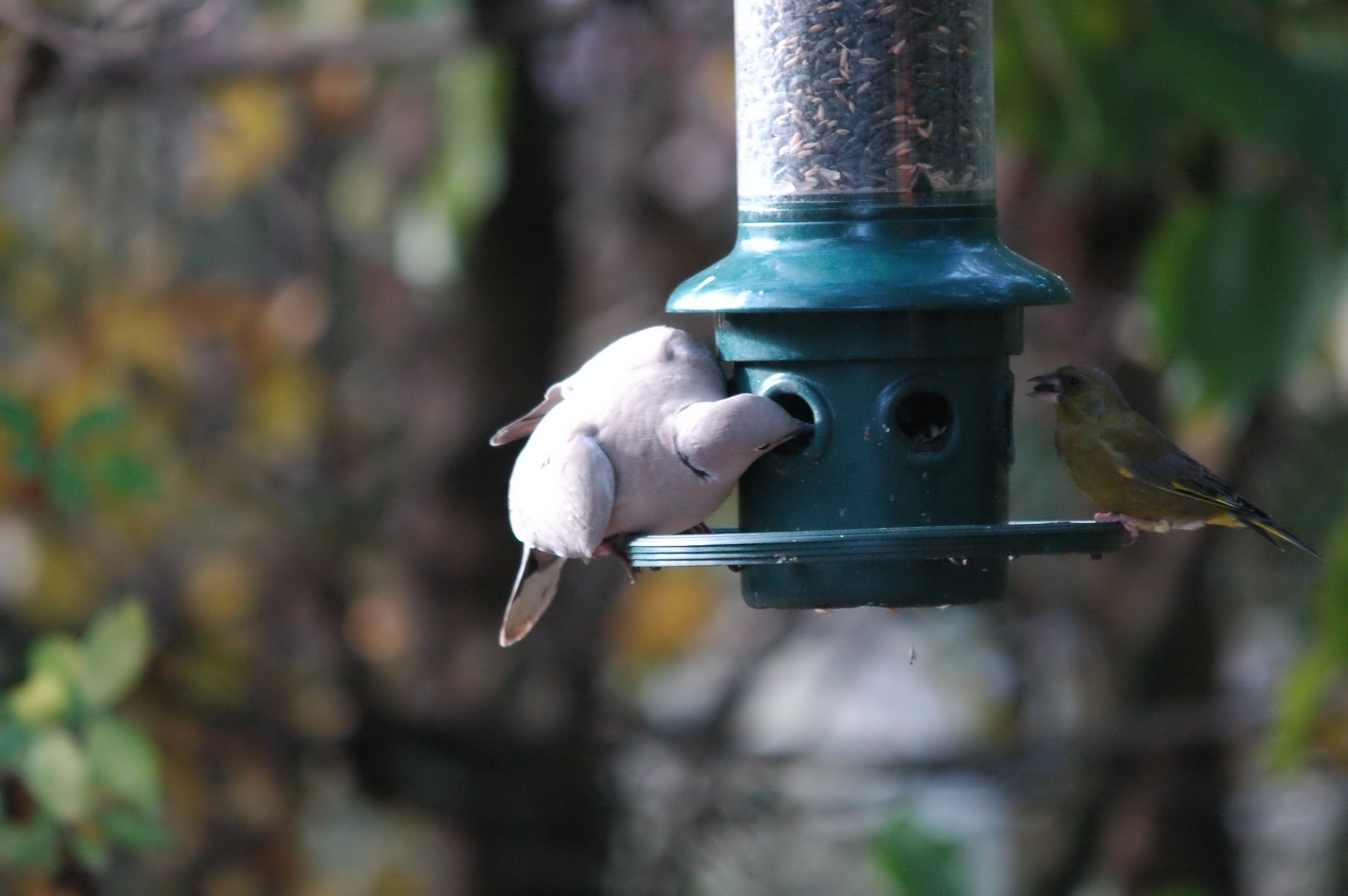 photos/wildlife/Bird_Species/073-Pigeons-Doves/1843-Eurasian_Collared-Dove/dsc_1409.jpg