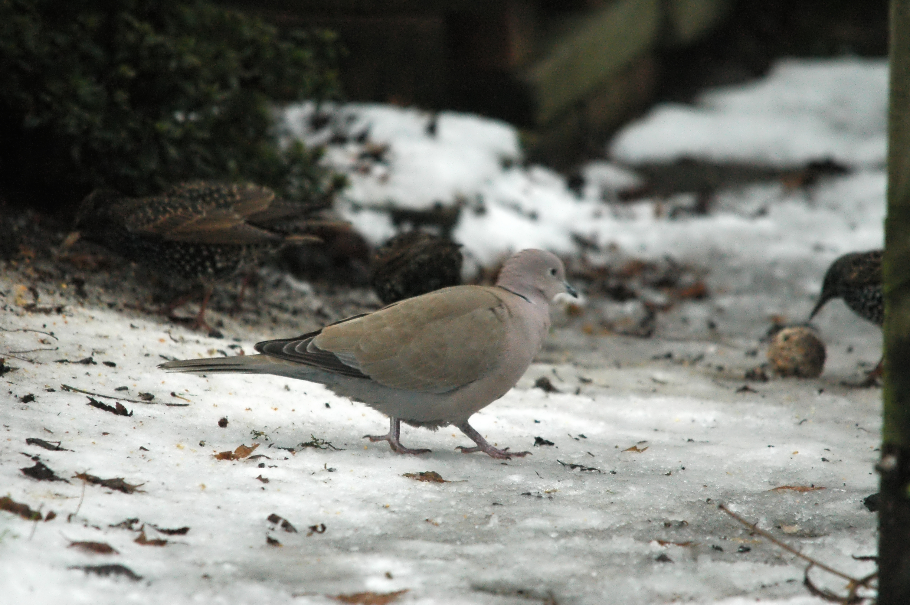 photos/wildlife/Bird_Species/073-Pigeons-Doves/1843-Eurasian_Collared-Dove/dsc_1544.jpg