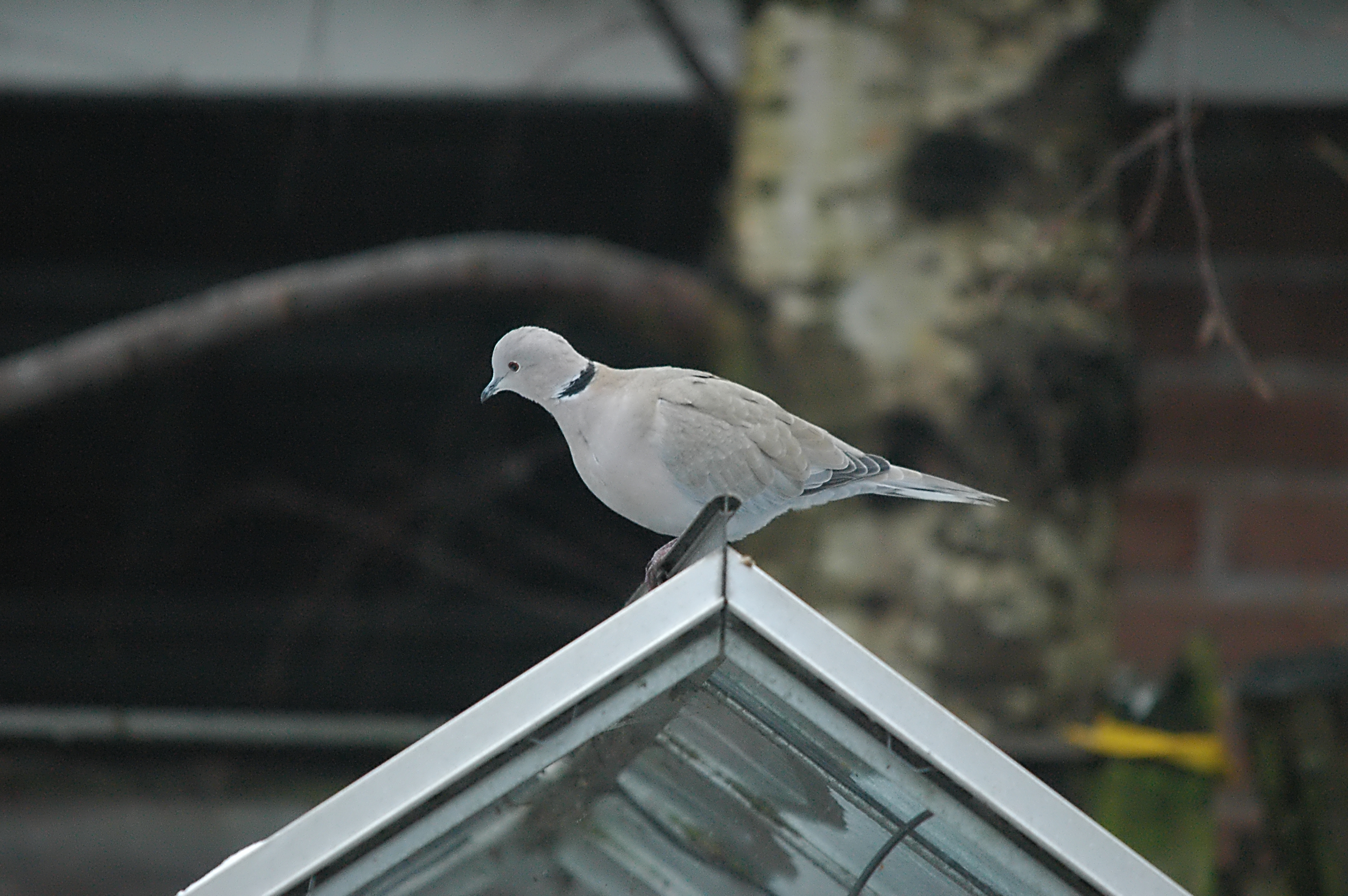 photos/wildlife/Bird_Species/073-Pigeons-Doves/1843-Eurasian_Collared-Dove/dsc_1552.jpg