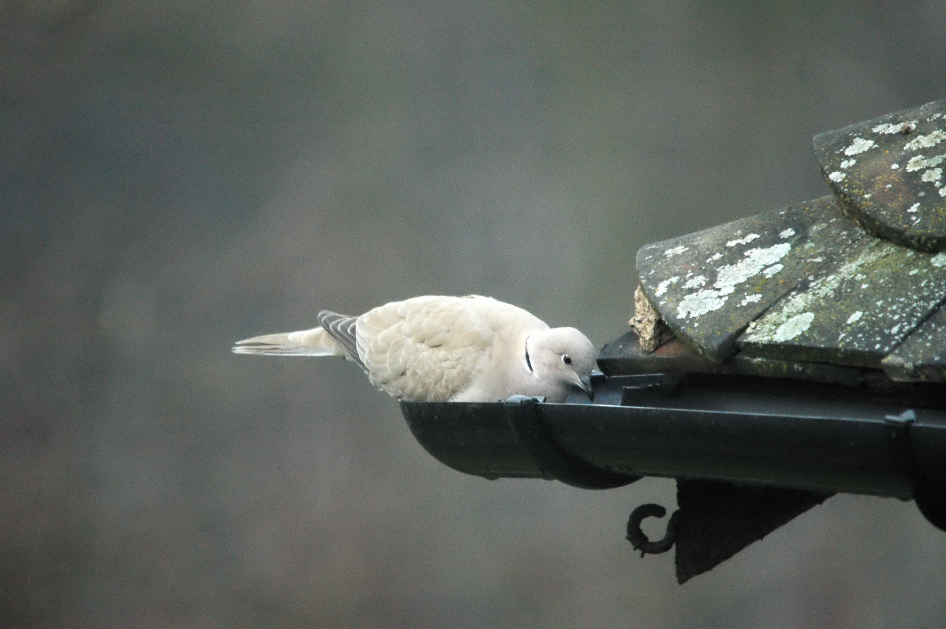 photos/wildlife/Bird_Species/073-Pigeons-Doves/1843-Eurasian_Collared-Dove/dsc_1640.jpg