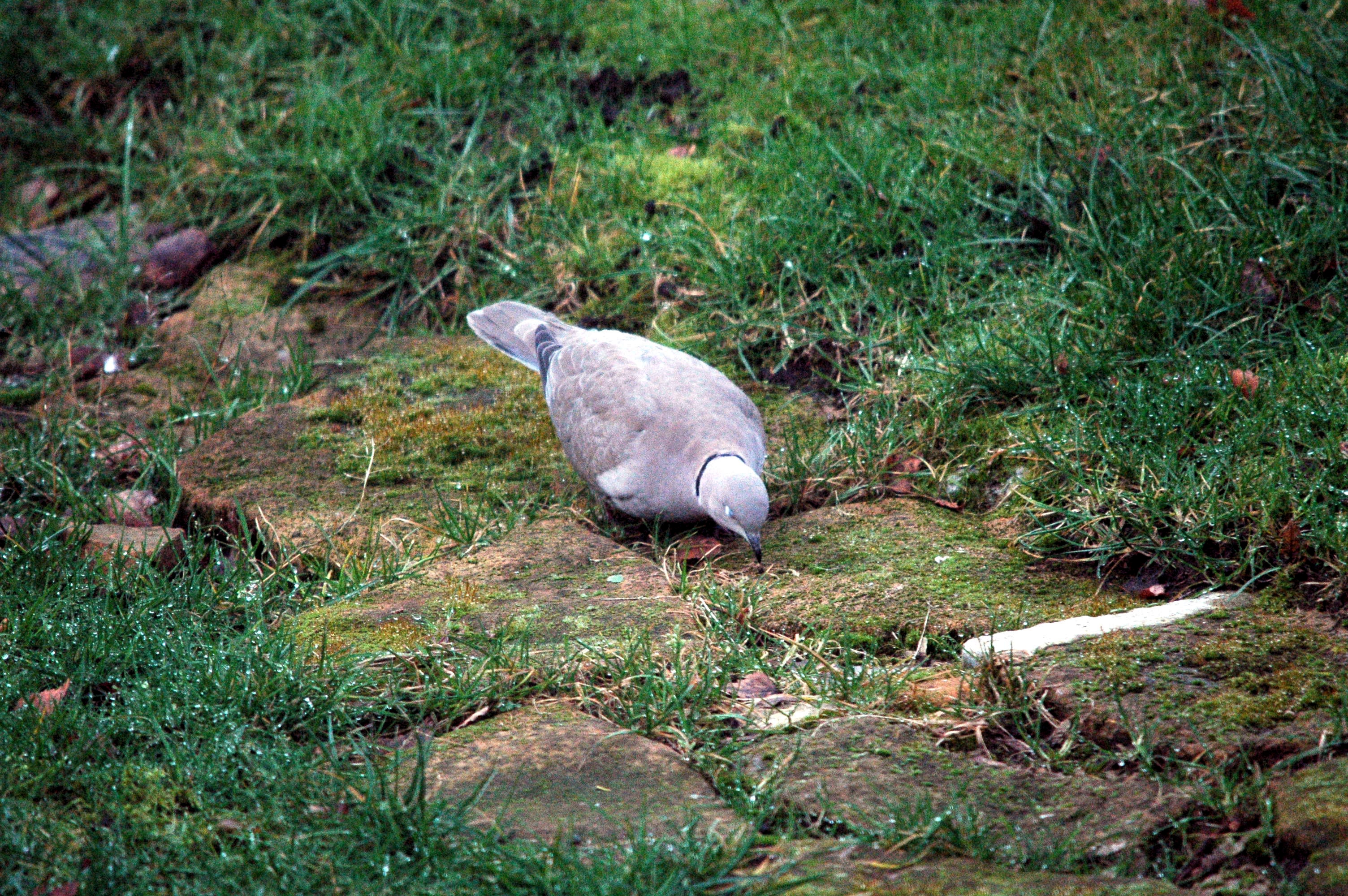 photos/wildlife/Bird_Species/073-Pigeons-Doves/1843-Eurasian_Collared-Dove/dsc_1642.jpg